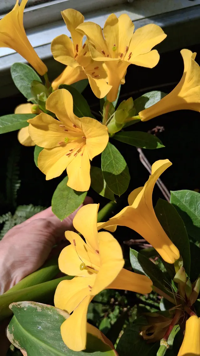 Photo of R. laetum, Species