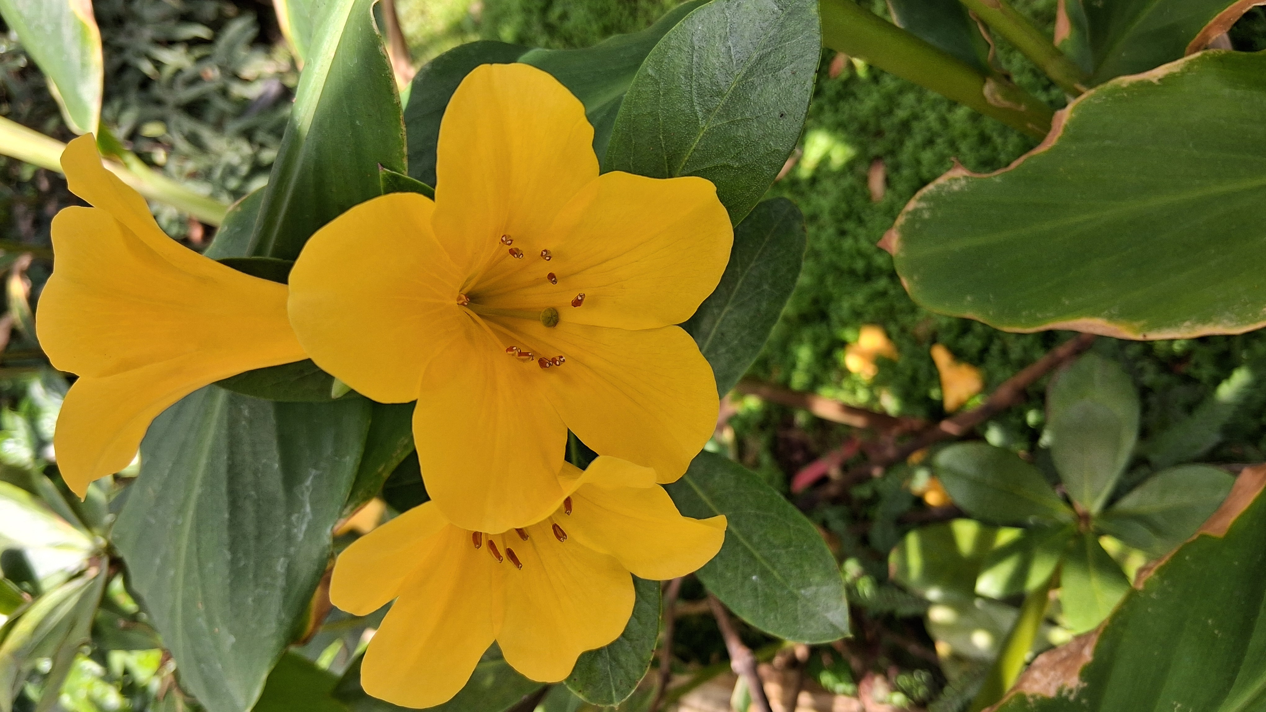 Rhododendron laetum photo