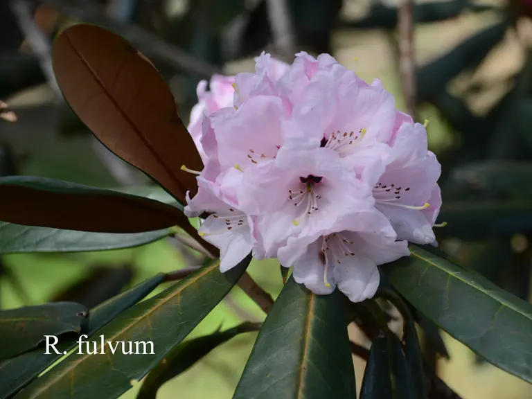 Photo of R. fulvum ssp fulvum, Species