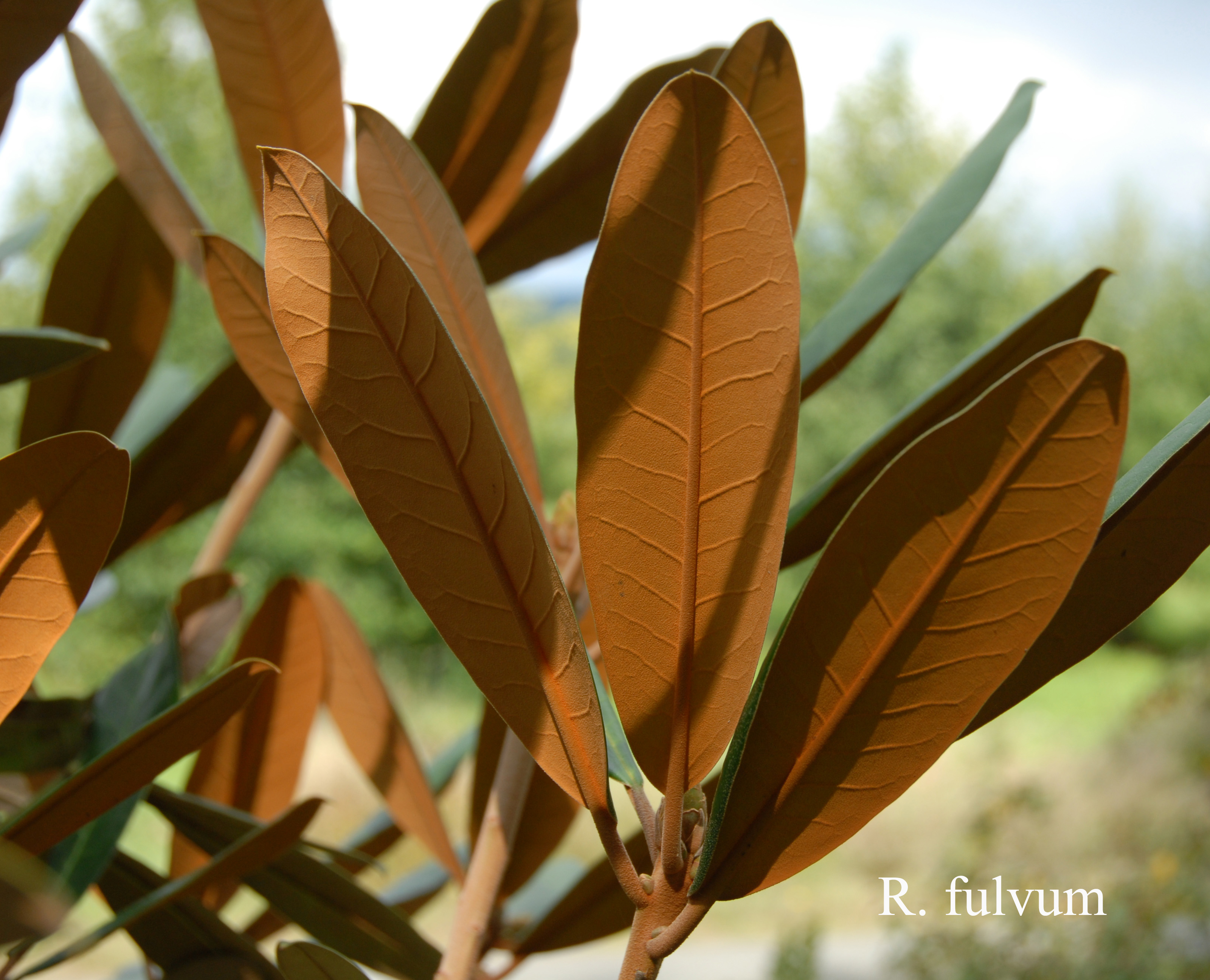 Rhododendron fulvum ssp fulvum photo