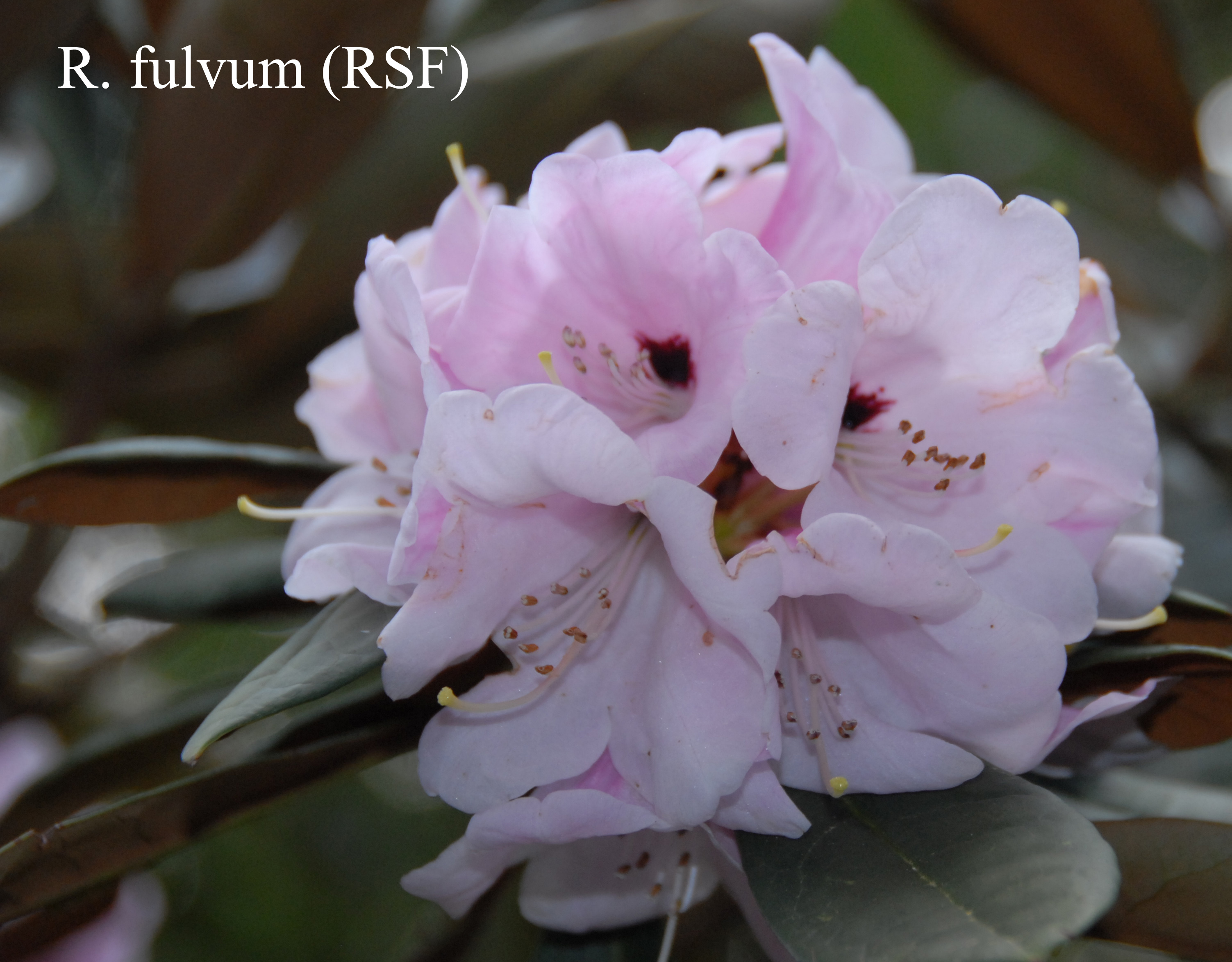 Rhododendron fulvum ssp fulvum photo