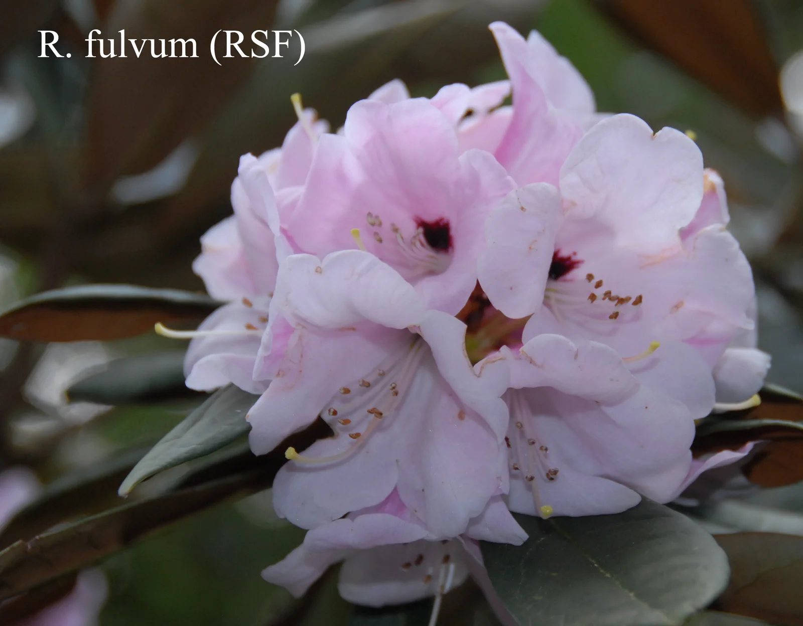 R. fulvum ssp fulvum photo of R. fulvum ssp fulvum. RSF 64/56. Location: Fearing's Farm Nursery, Abbotsford, BC, Canada. Photo by: Harold Fearing