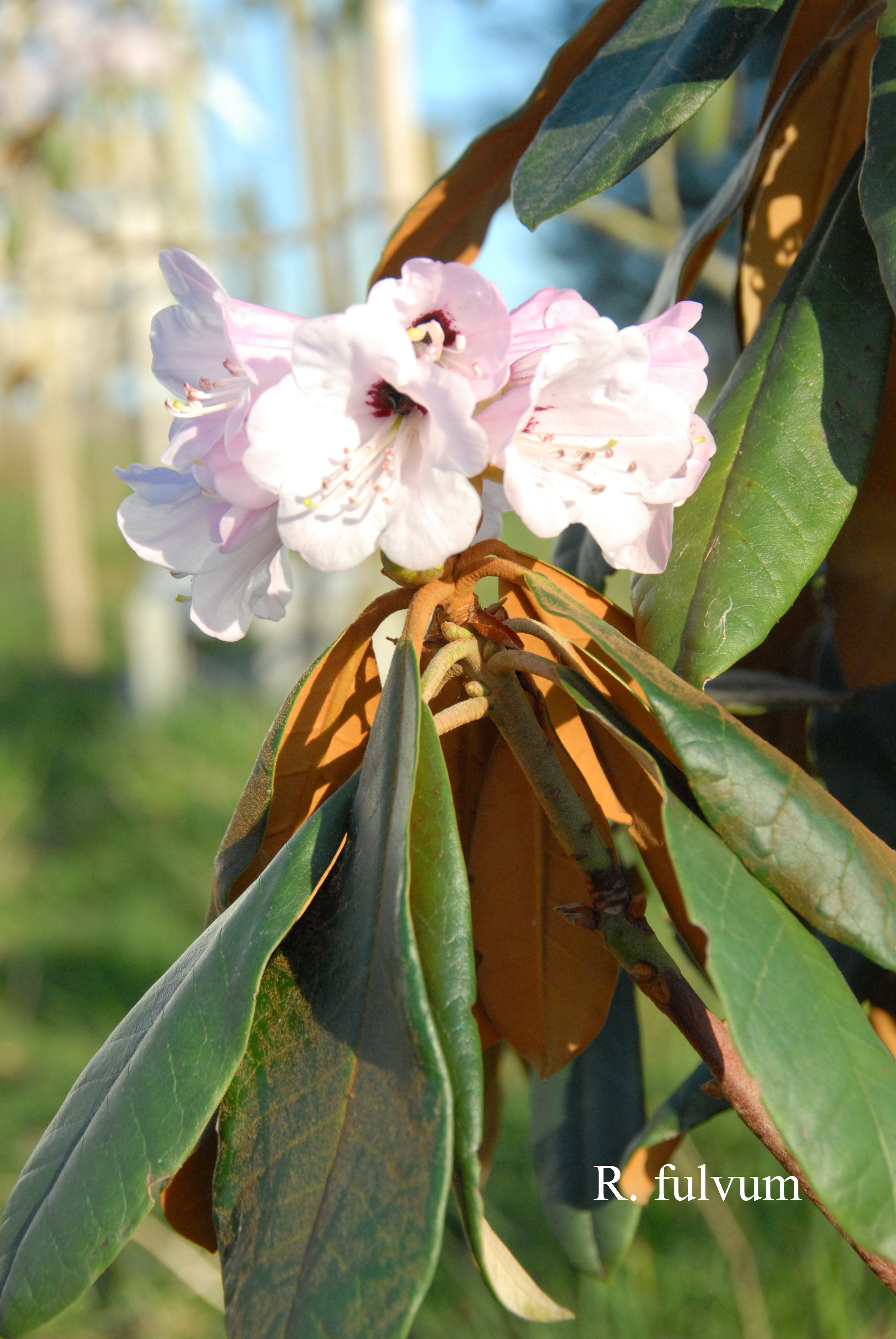 Rhododendron fulvum ssp fulvum photo