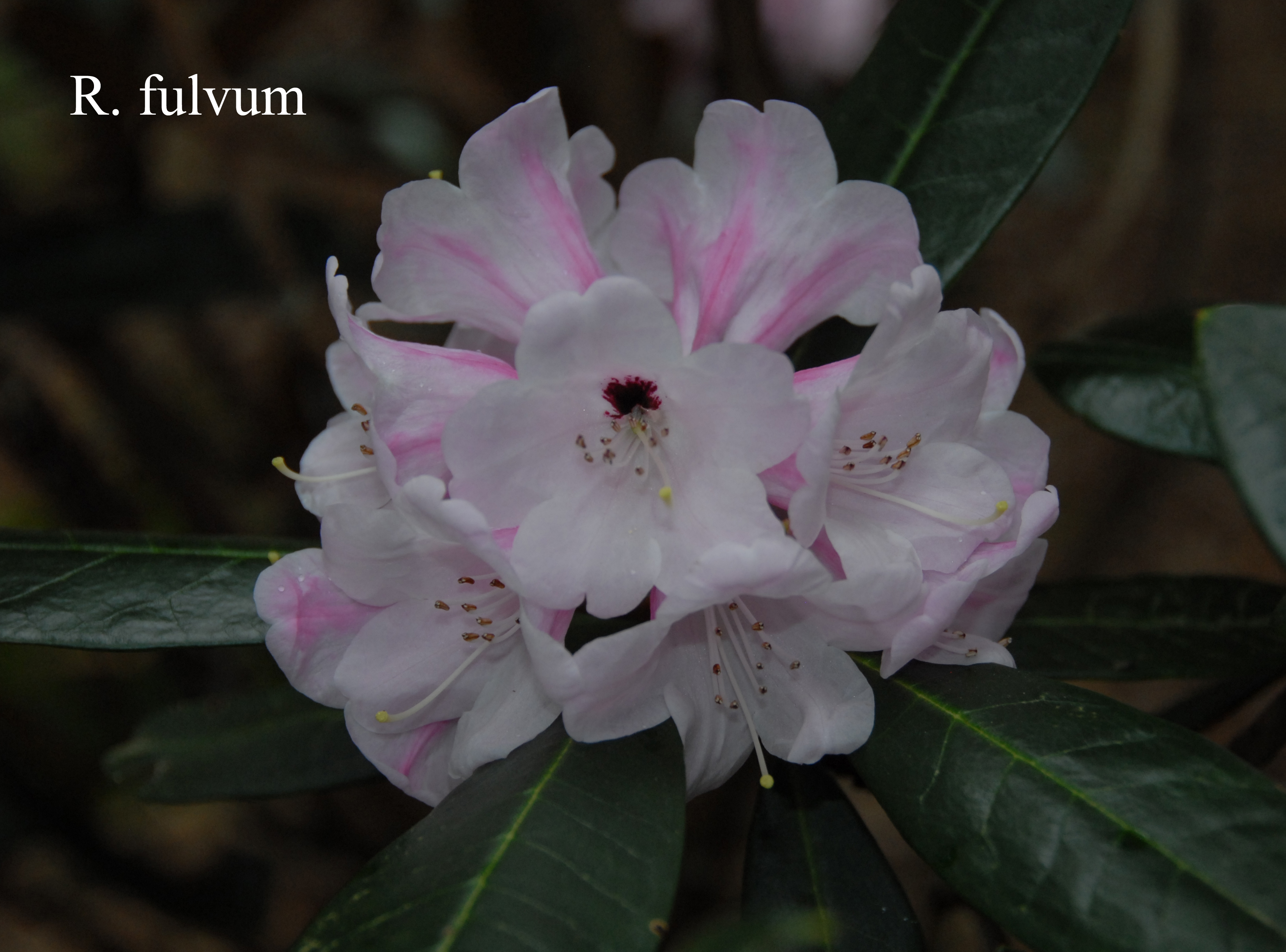 Rhododendron fulvum ssp fulvum photo