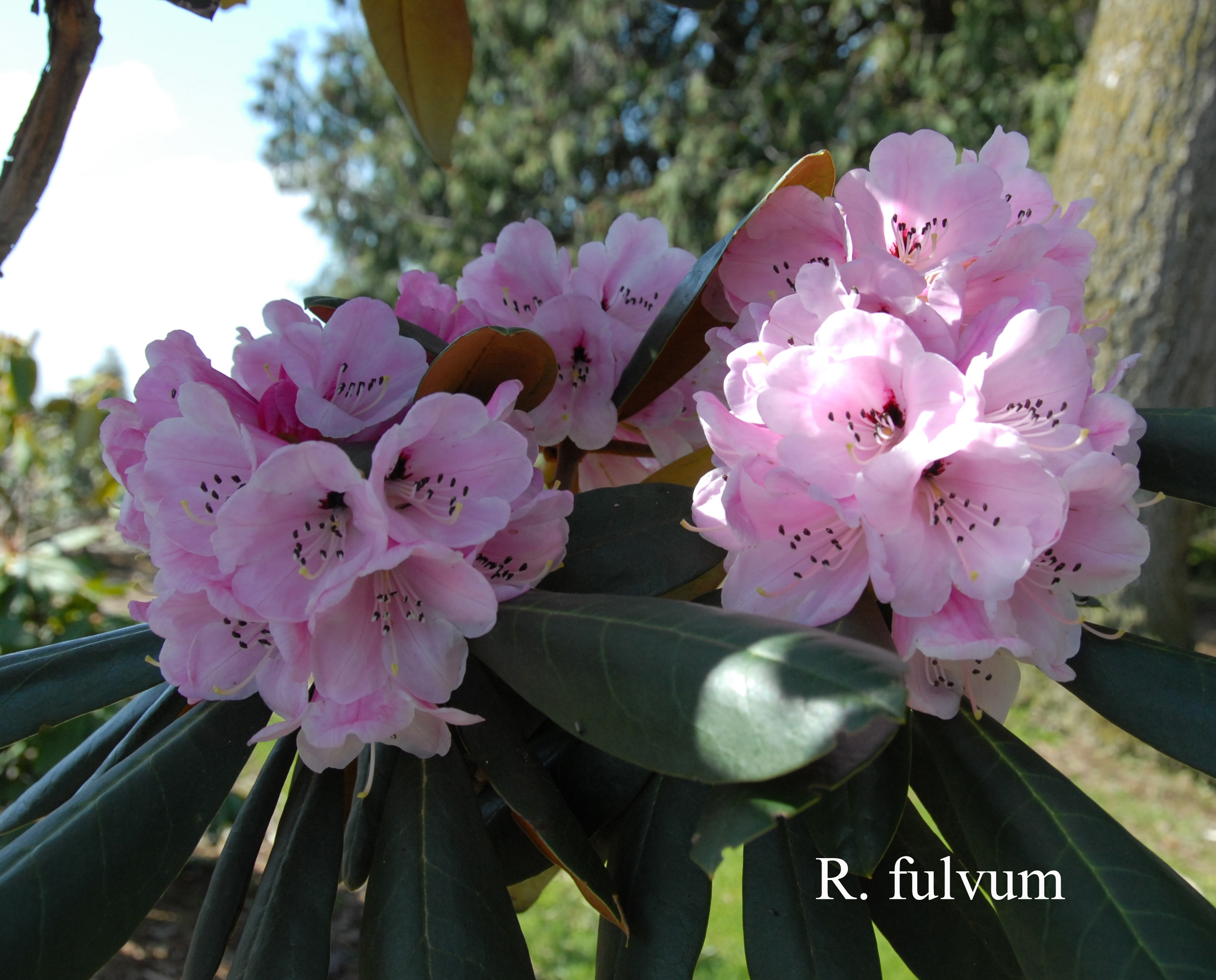 Rhododendron fulvum ssp fulvum photo