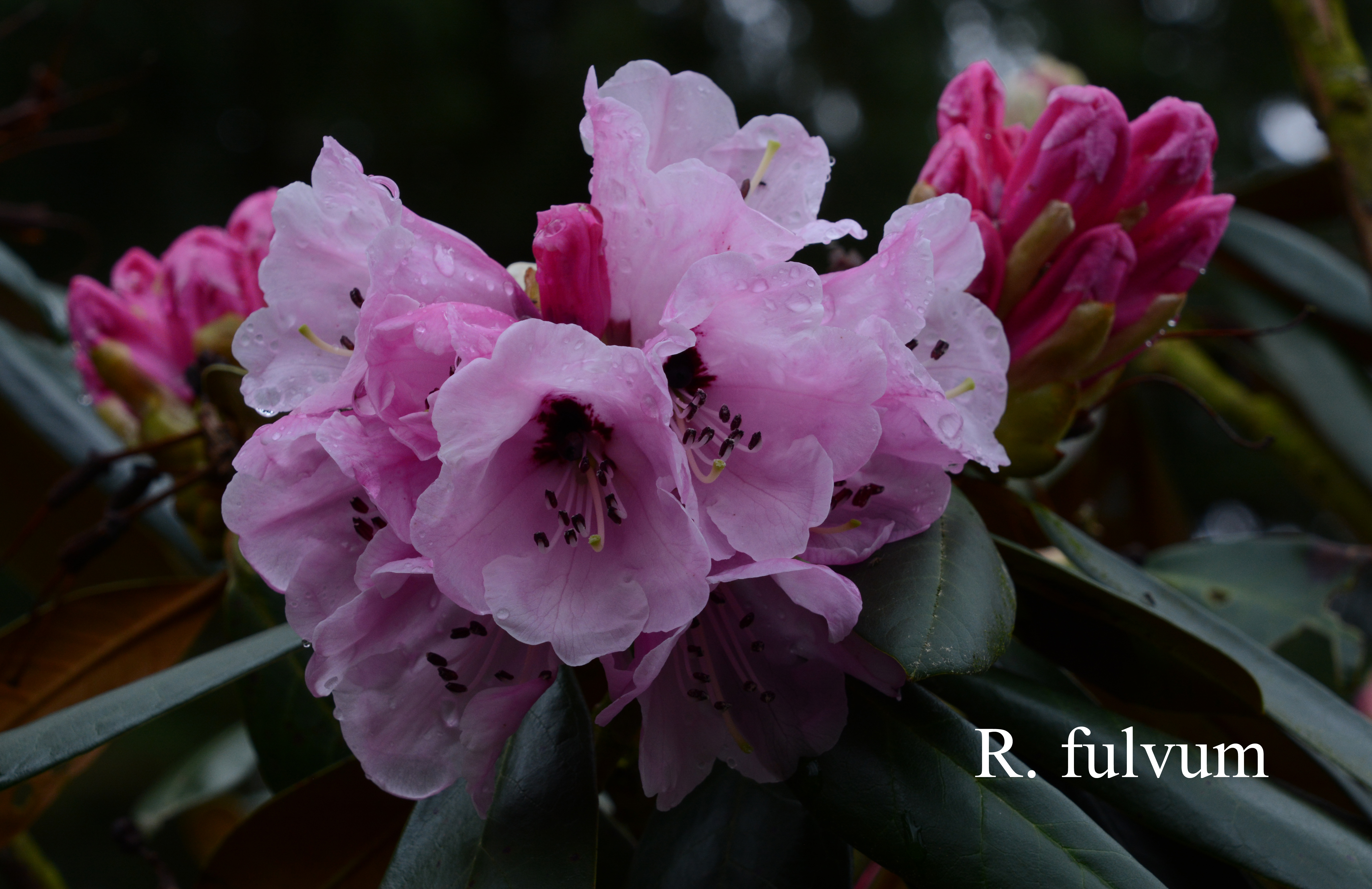 Rhododendron fulvum ssp fulvum photo