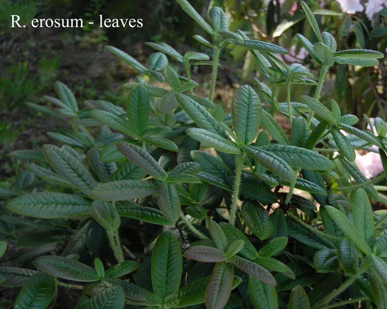 Photo of R. erosum, Species