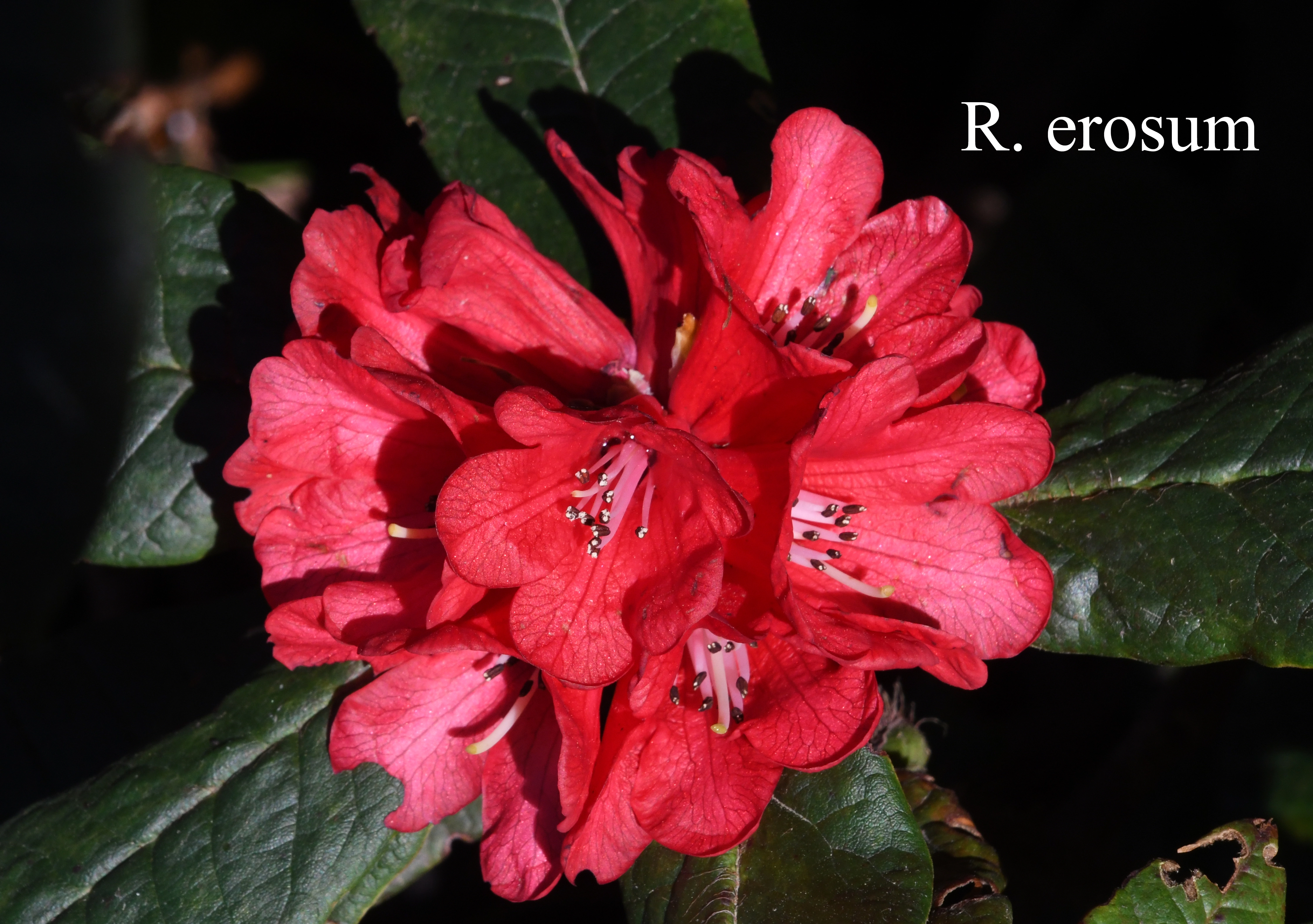 Rhododendron erosum photo