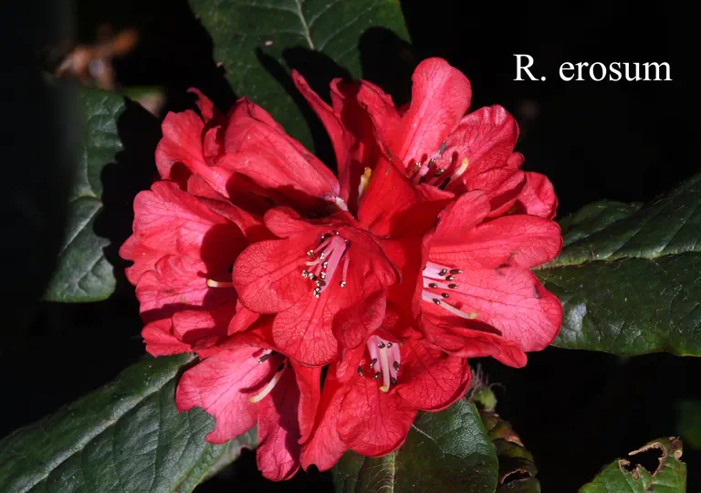 Photo of R. erosum, Species