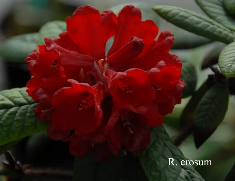 Photo of R. erosum, Species