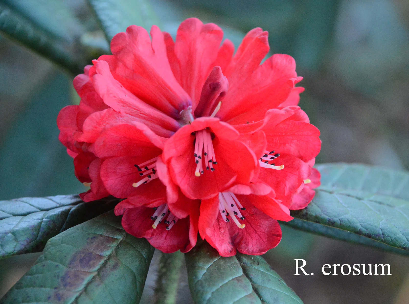 R. erosum photo of R. erosum. Location: Fearing's Farm Nursery, Abbotsford, BC, Canada. Photo by: Harold Fearing