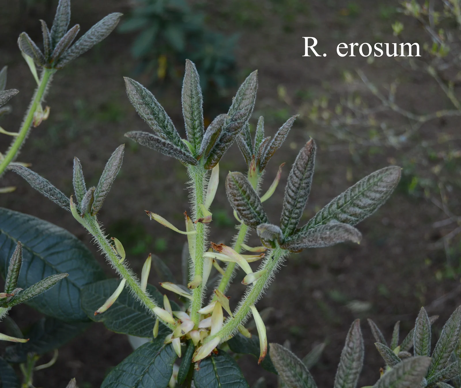 R. erosum photo of R. erosum. Leaves. Location: Fearing's Farm Nursery, Abbotsford, BC, Canada. Photo by: Harold Fearing