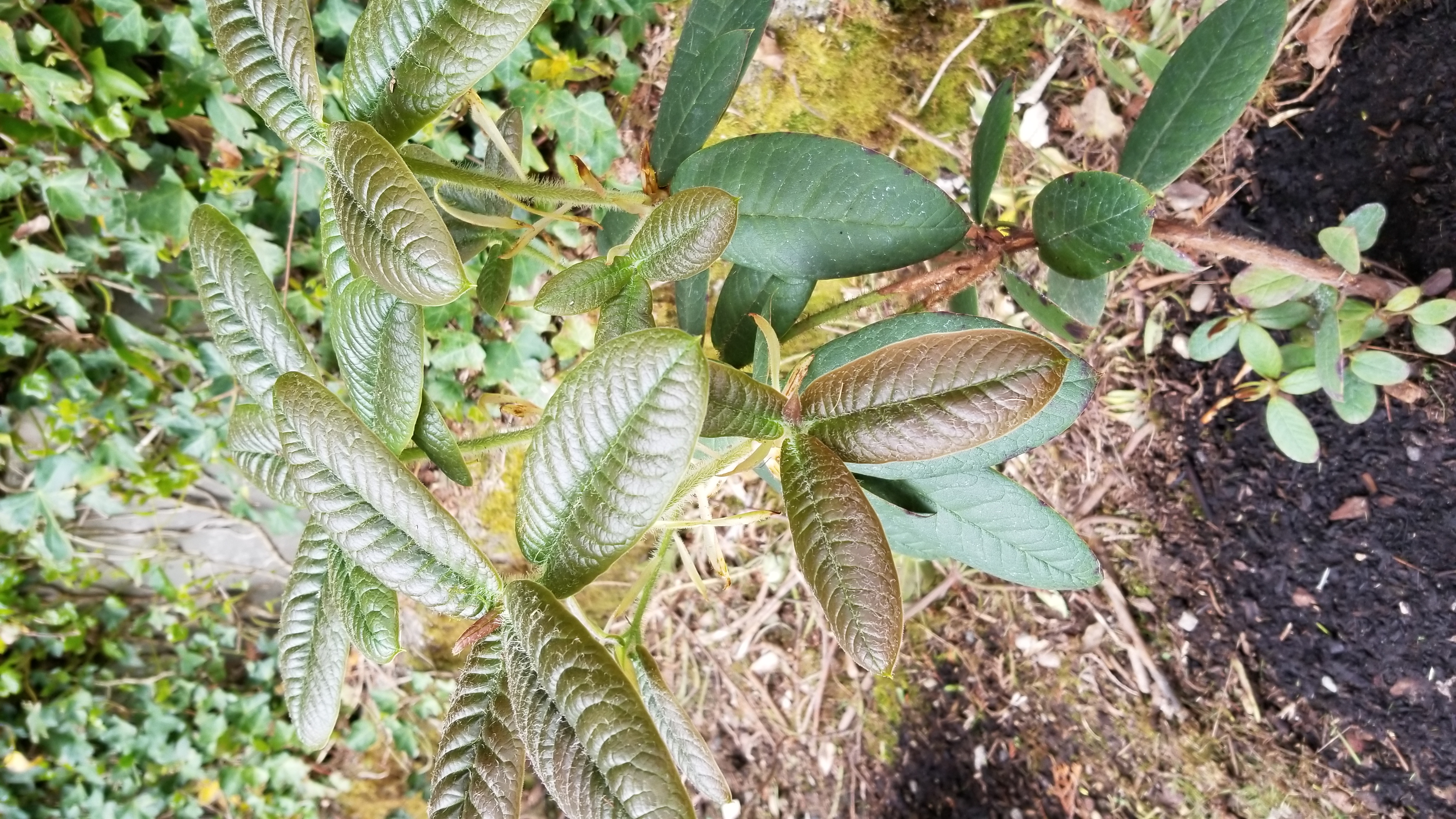Rhododendron erosum photo