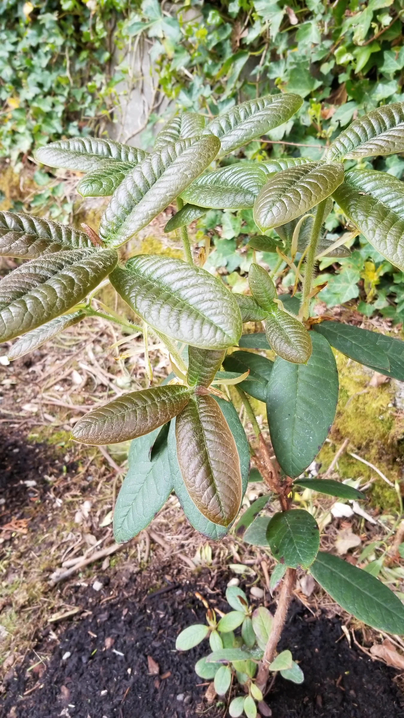 R. erosum photo of R. erosum. R. erosum new growth.. Location: Private Garden Seatac, WA, USA. Photo by: Thatrhodylady