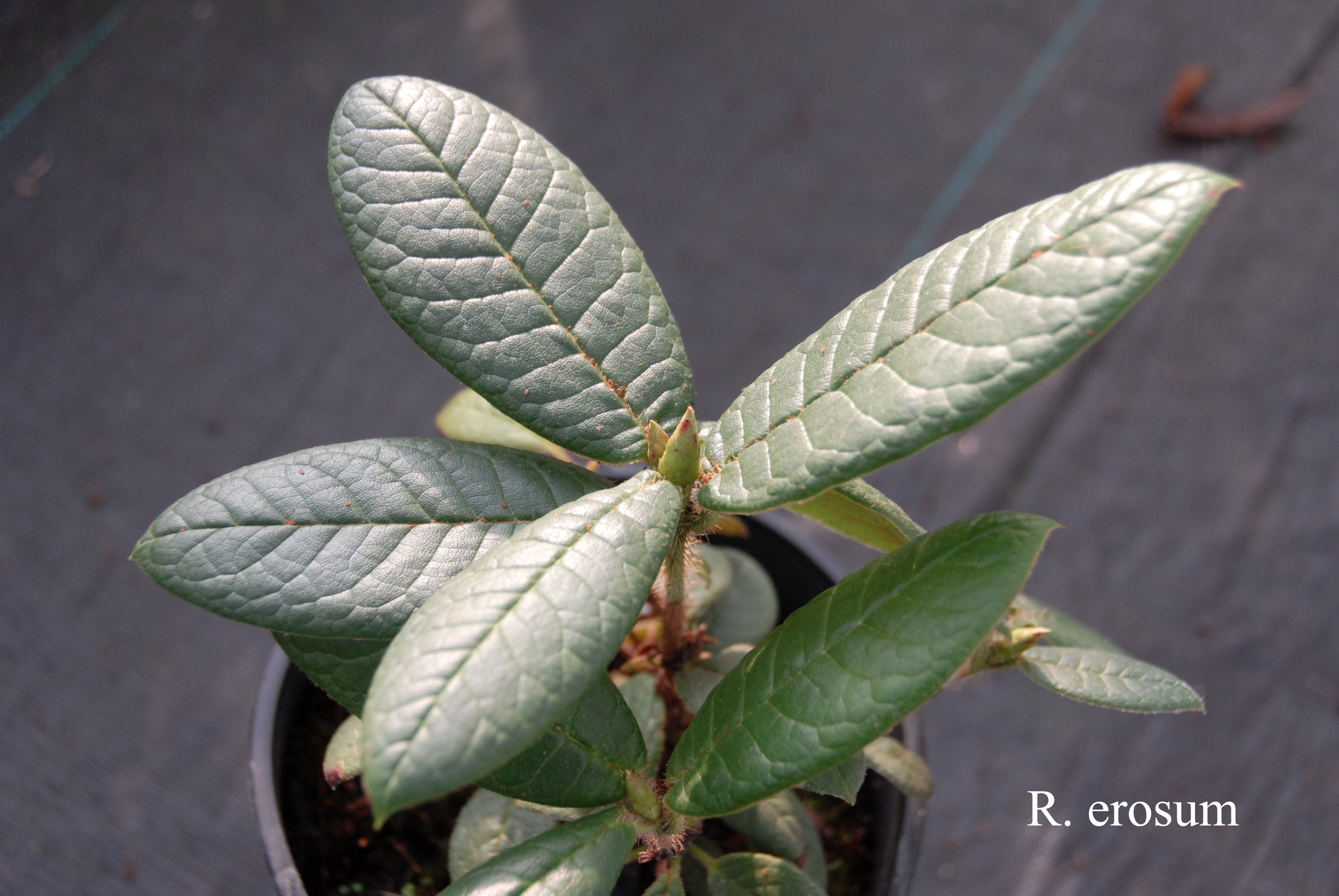 Rhododendron erosum photo