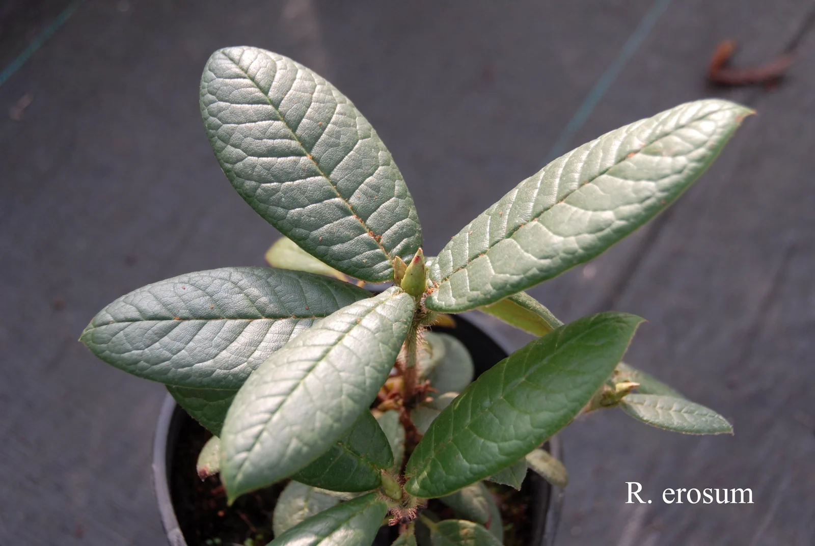 R. erosum photo of R. erosum. Location: Fearing's Farm Nursery, Abbotsford, BC, Canada. Photo by: Harold Fearing