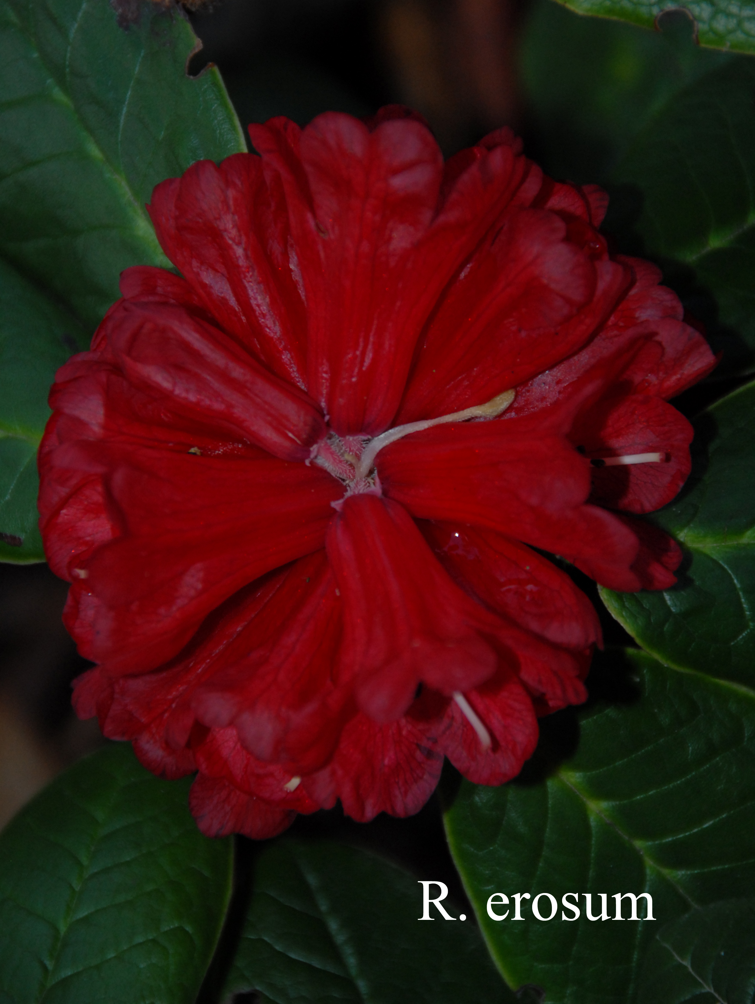 Rhododendron erosum photo