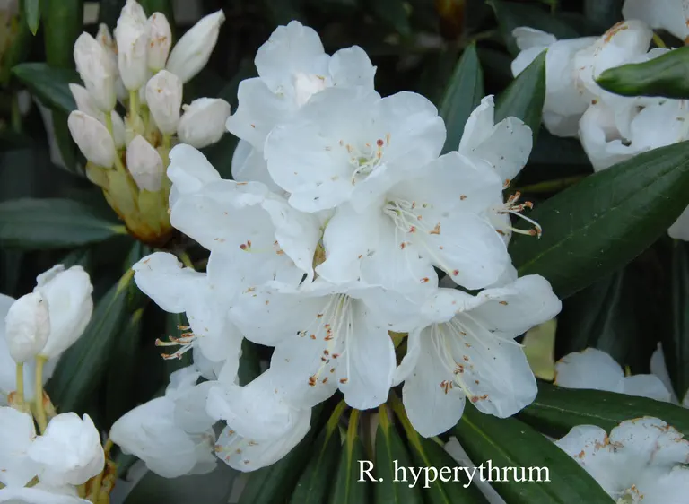 Photo of R. hyperythrum, Species