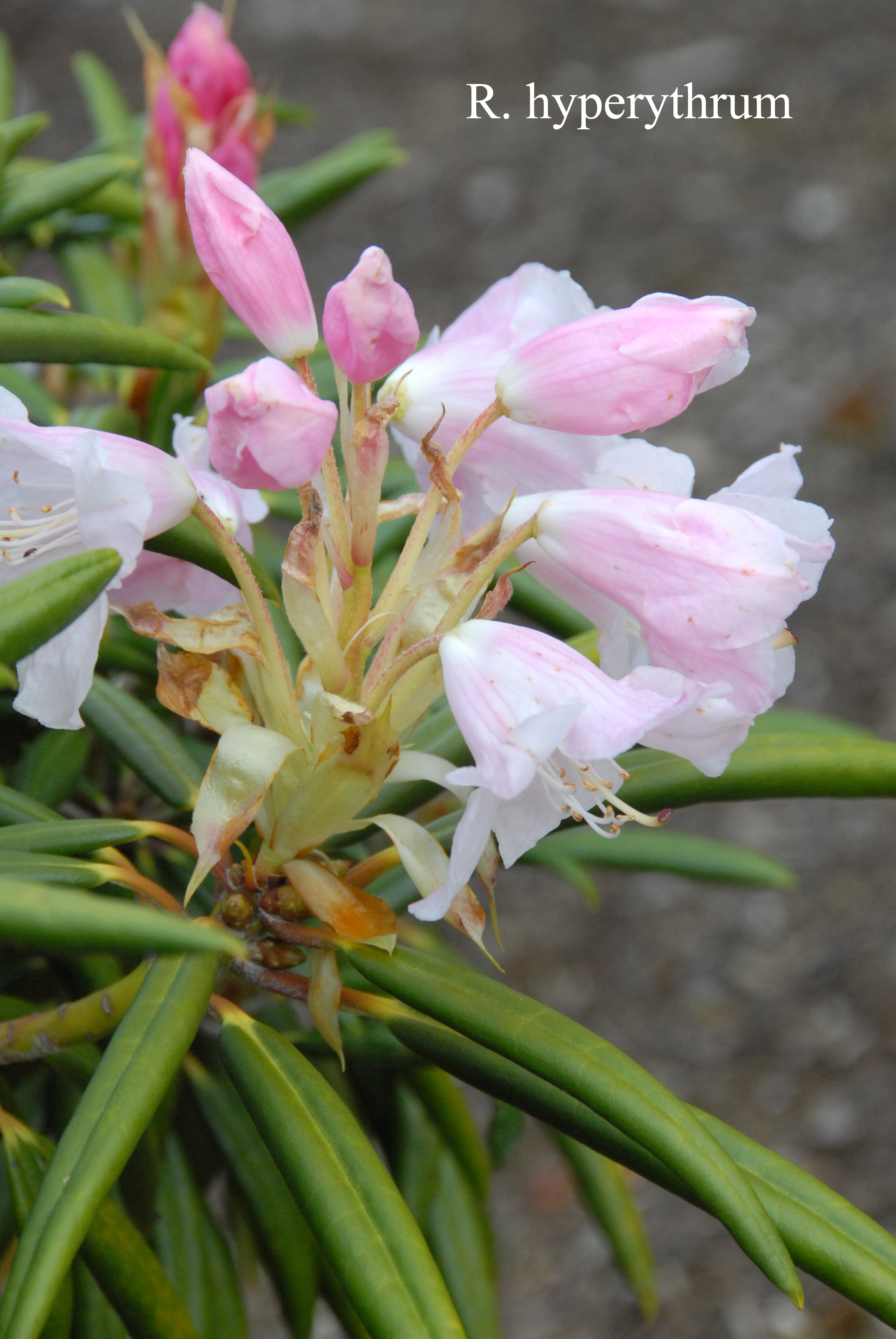 Rhododendron hyperythrum photo