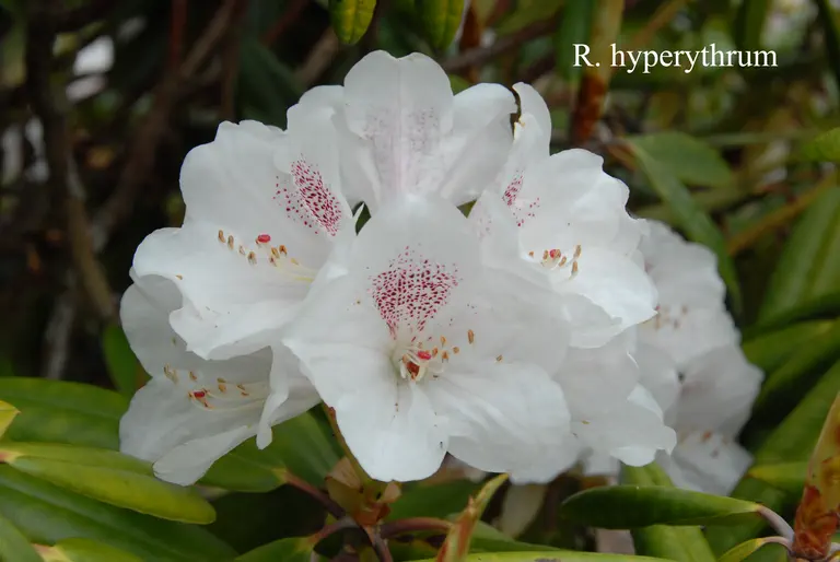 Photo of R. hyperythrum, Species
