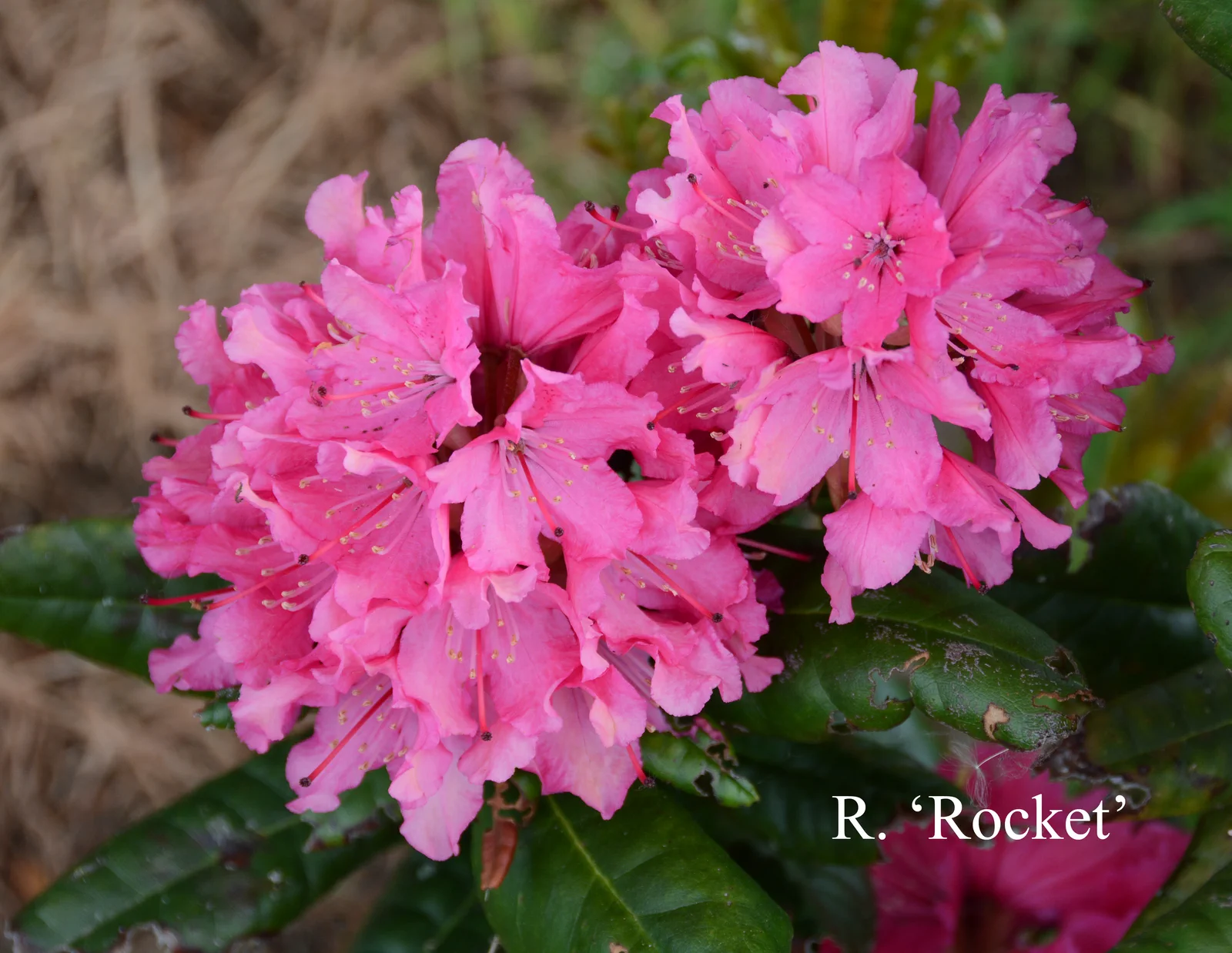 R. 'Rocket' photo of R. 'Rocket'. Location: Fearing's Farm Nursery, Abbotsford, BC, Canada. Photo by: Harold Fearing