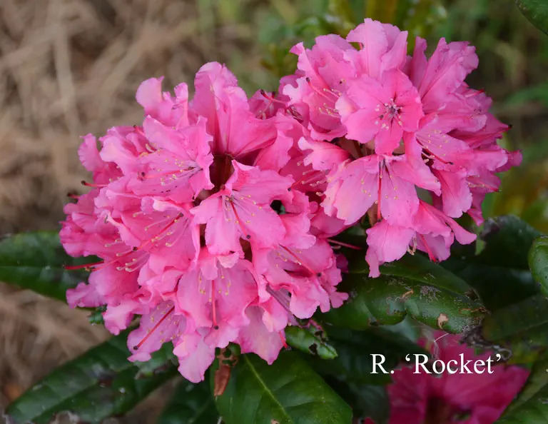 Photo of R. 'Rocket', Rhododendron Hybrid