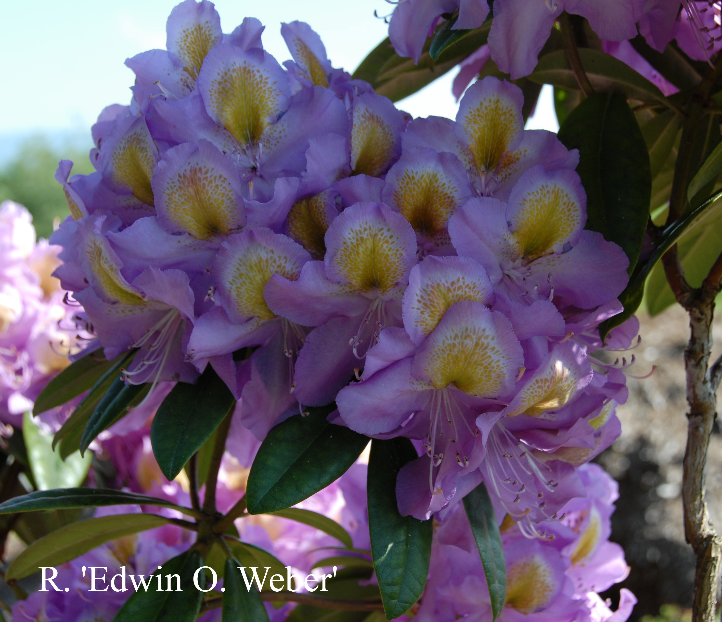 Rhododendron Edwin O. Weber photo