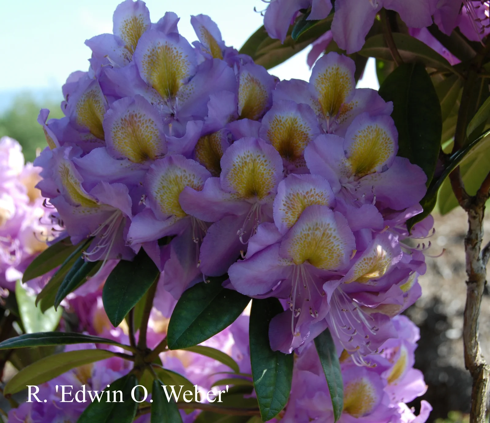 R. 'Edwin O. Weber' photo of R. 'Edwin O. Weber'. Location: Fearing's Farm Nursery, Abbotsford, BC, Canada. Photo by: Harold Fearing