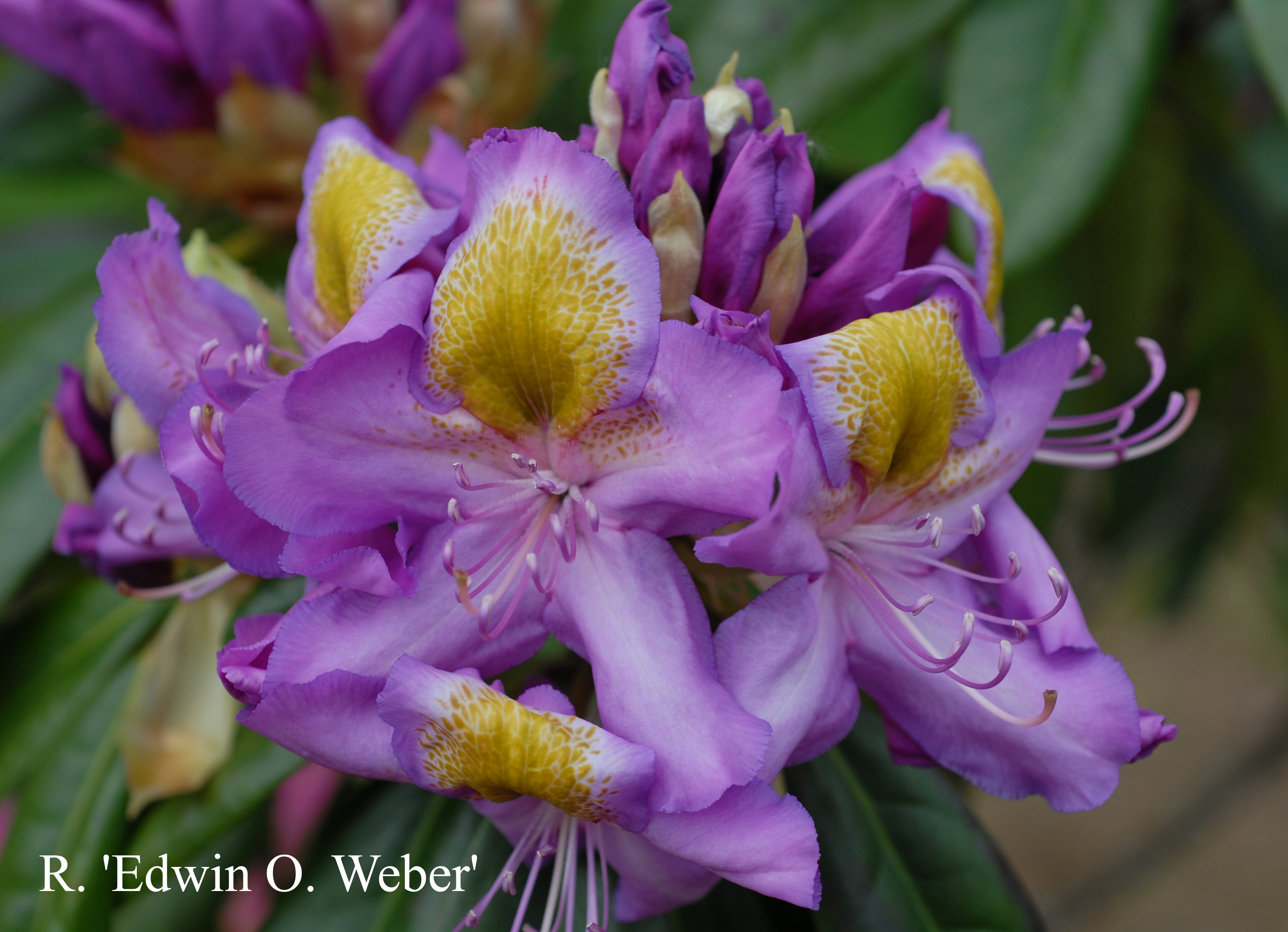 Rhododendron Edwin O. Weber photo