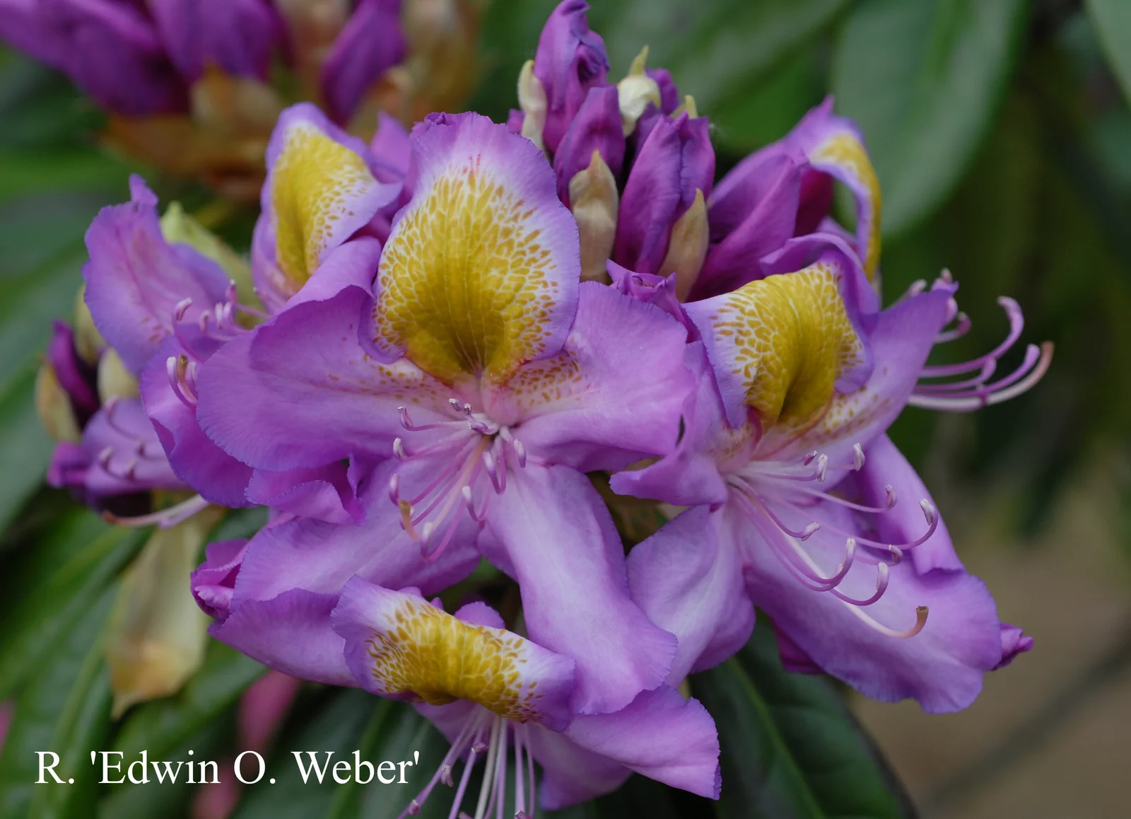 R. 'Edwin O. Weber' photo of R. 'Edwin O. Weber'. Location: Fearing's Farm Nursery, Abbotsford, BC, Canada. Photo by: Harold Fearing