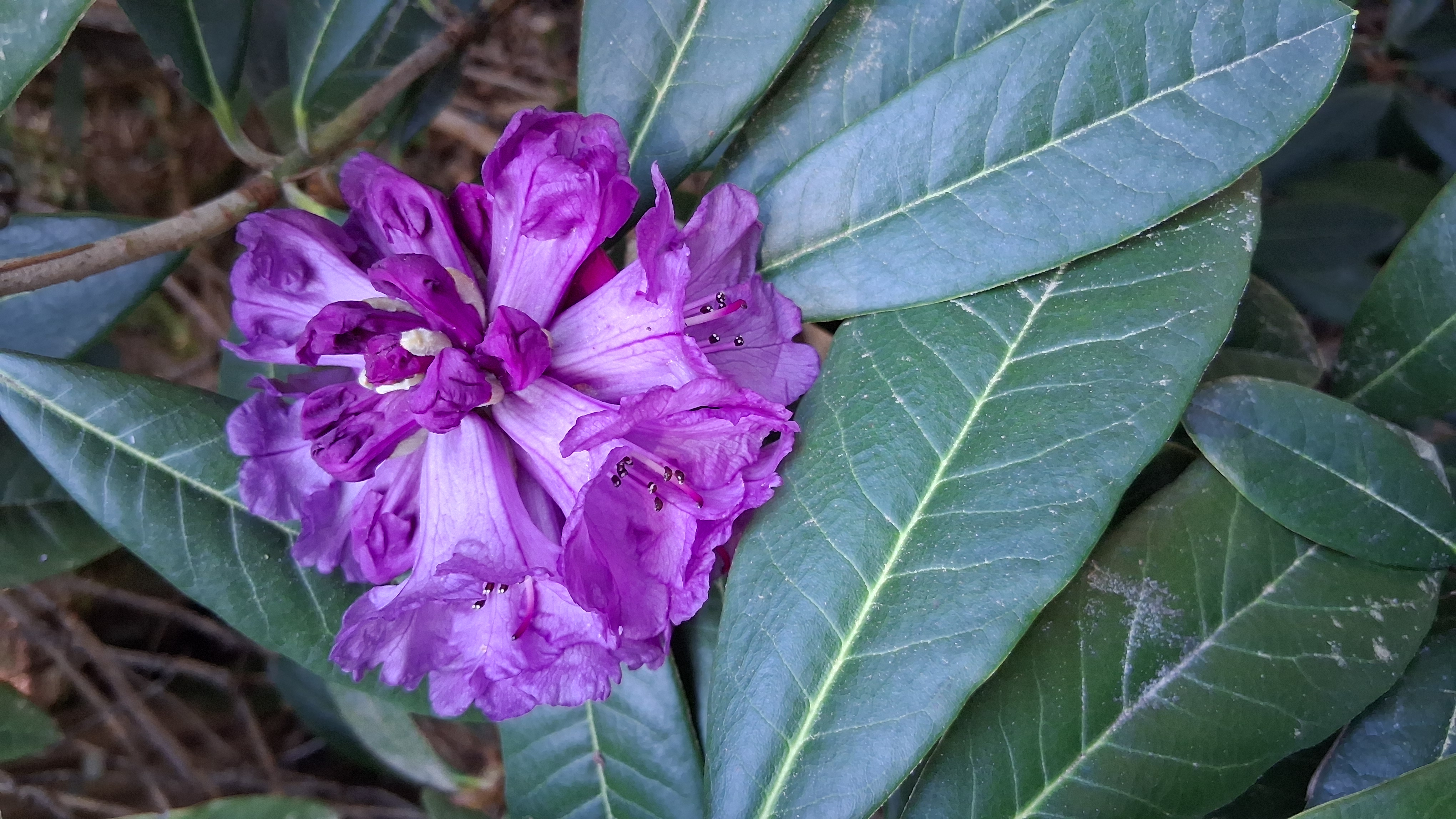 Rhododendron niveum photo