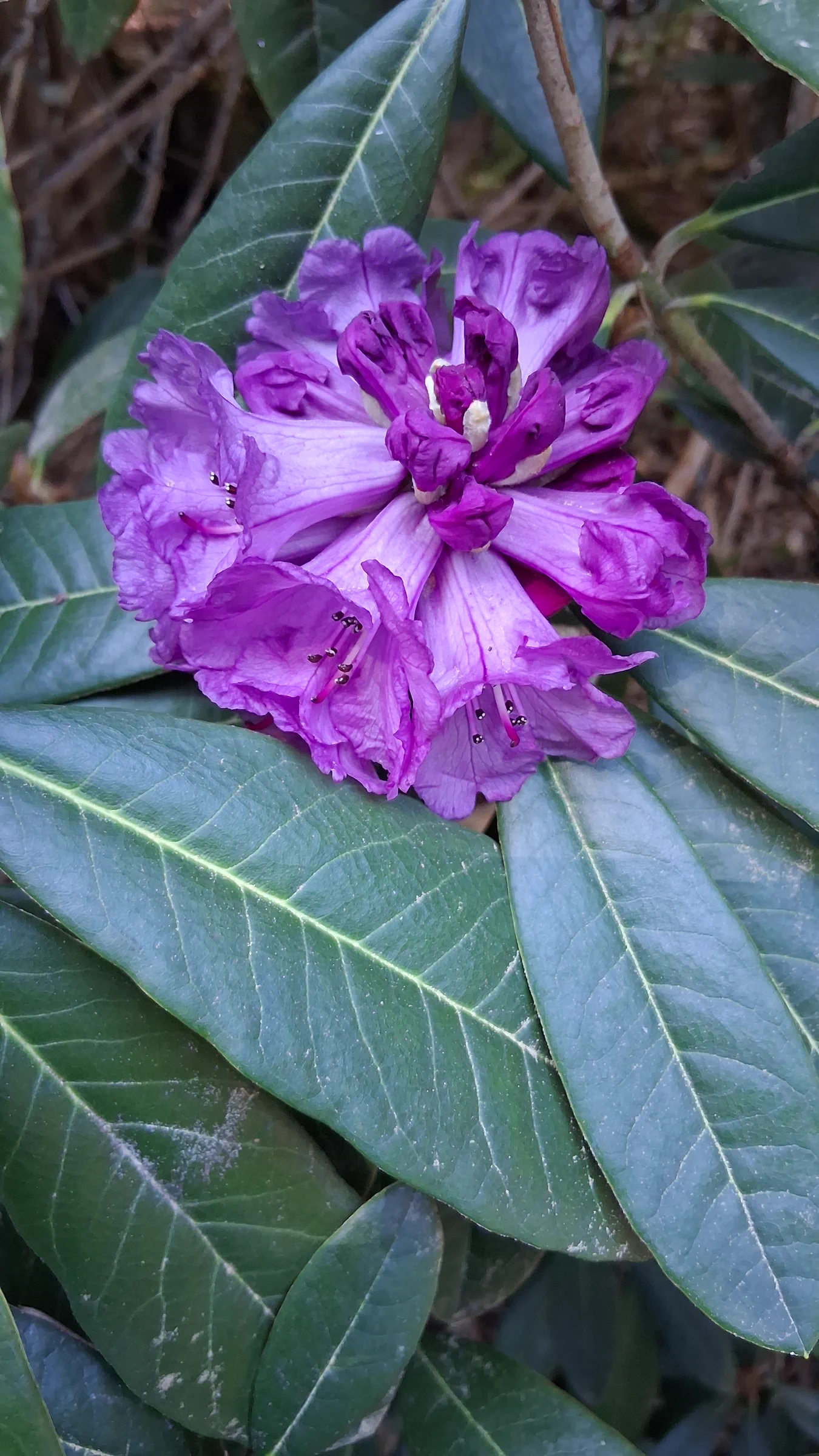 R. niveum photo of R. niveum. R. niveum dark purple flower buds starting to open.. Location: Rhododendron Species Botanical Garden. Photo by: Thatrhodylady