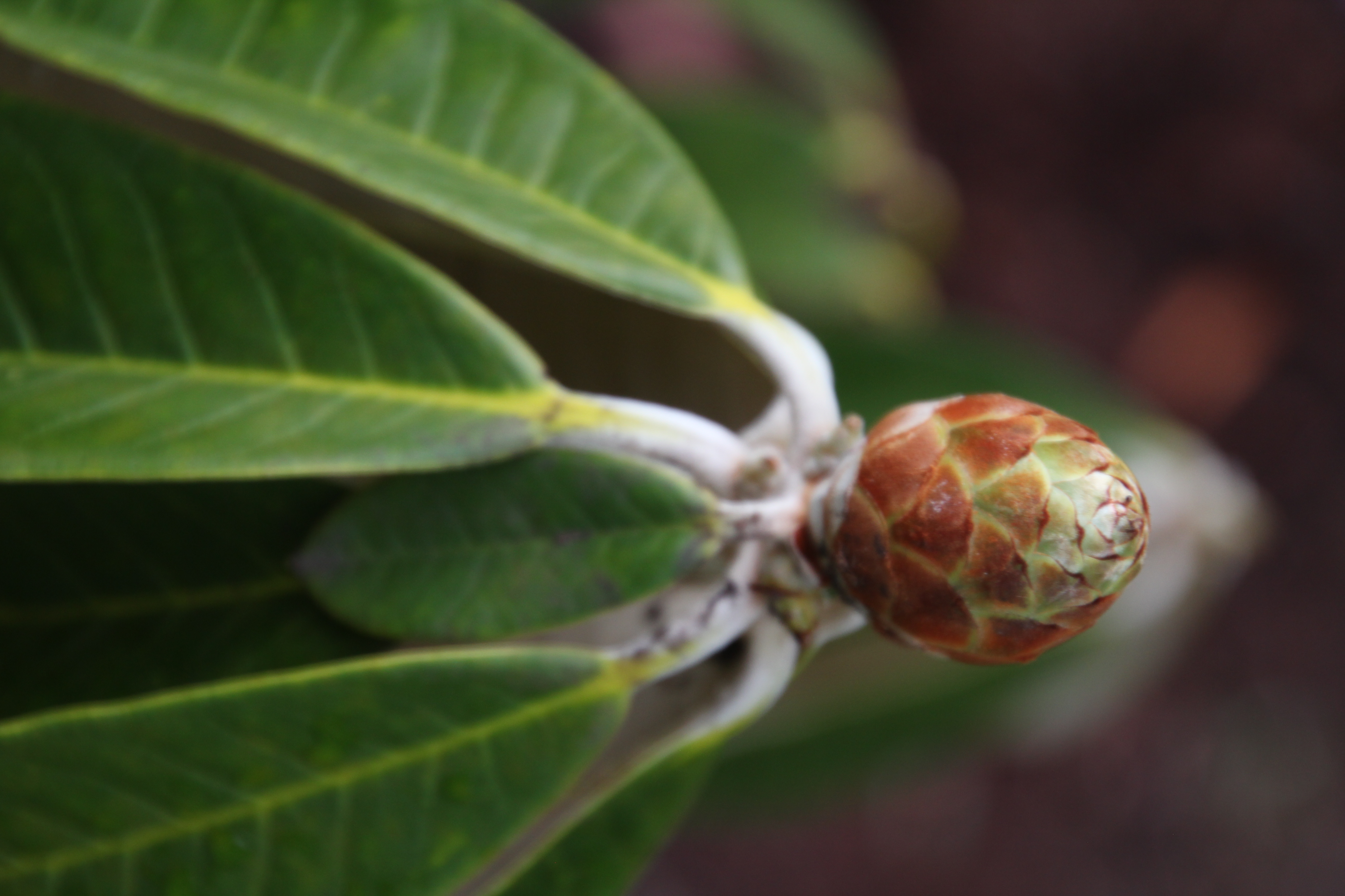 Rhododendron niveum photo