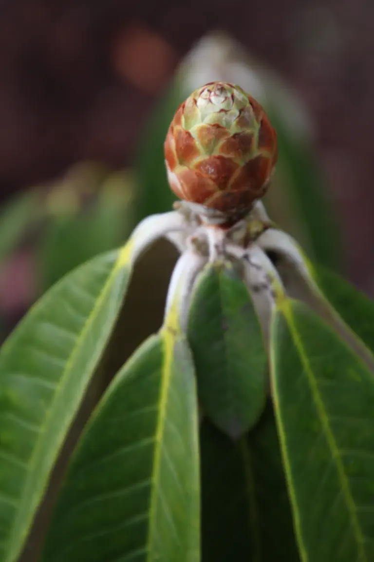 Rhododendron niveum photo