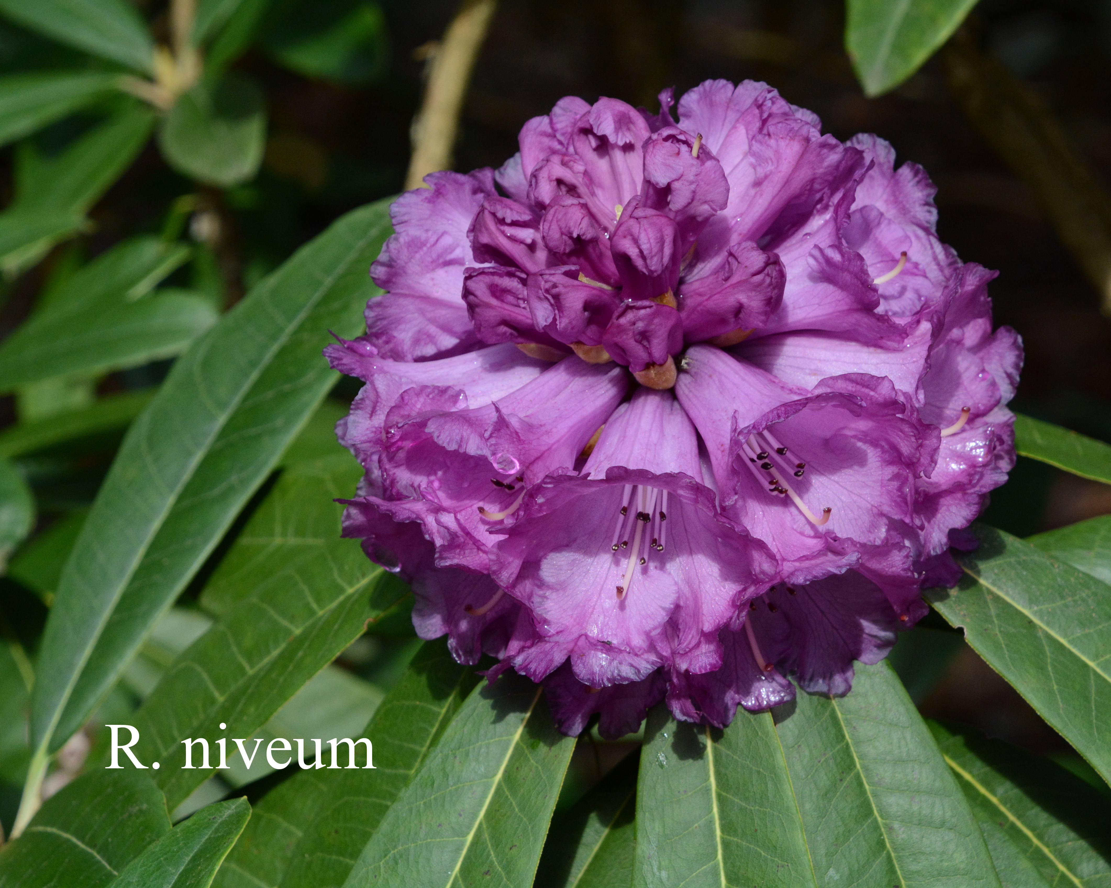 Rhododendron niveum photo