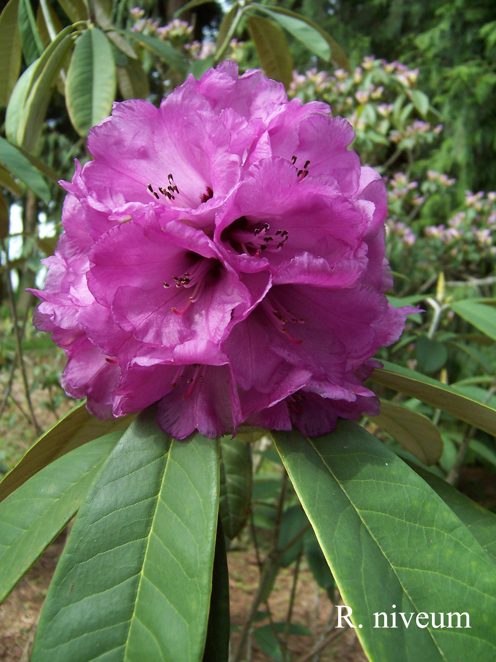 Rhododendron niveum photo