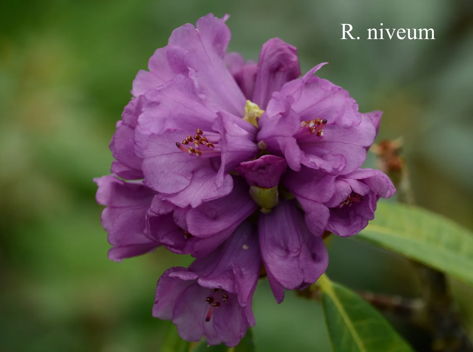 R. niveum photo of R. niveum. Location: Fearing's Farm Nursery, Abbotsford, BC, Canada. Photo by: Harold Fearing