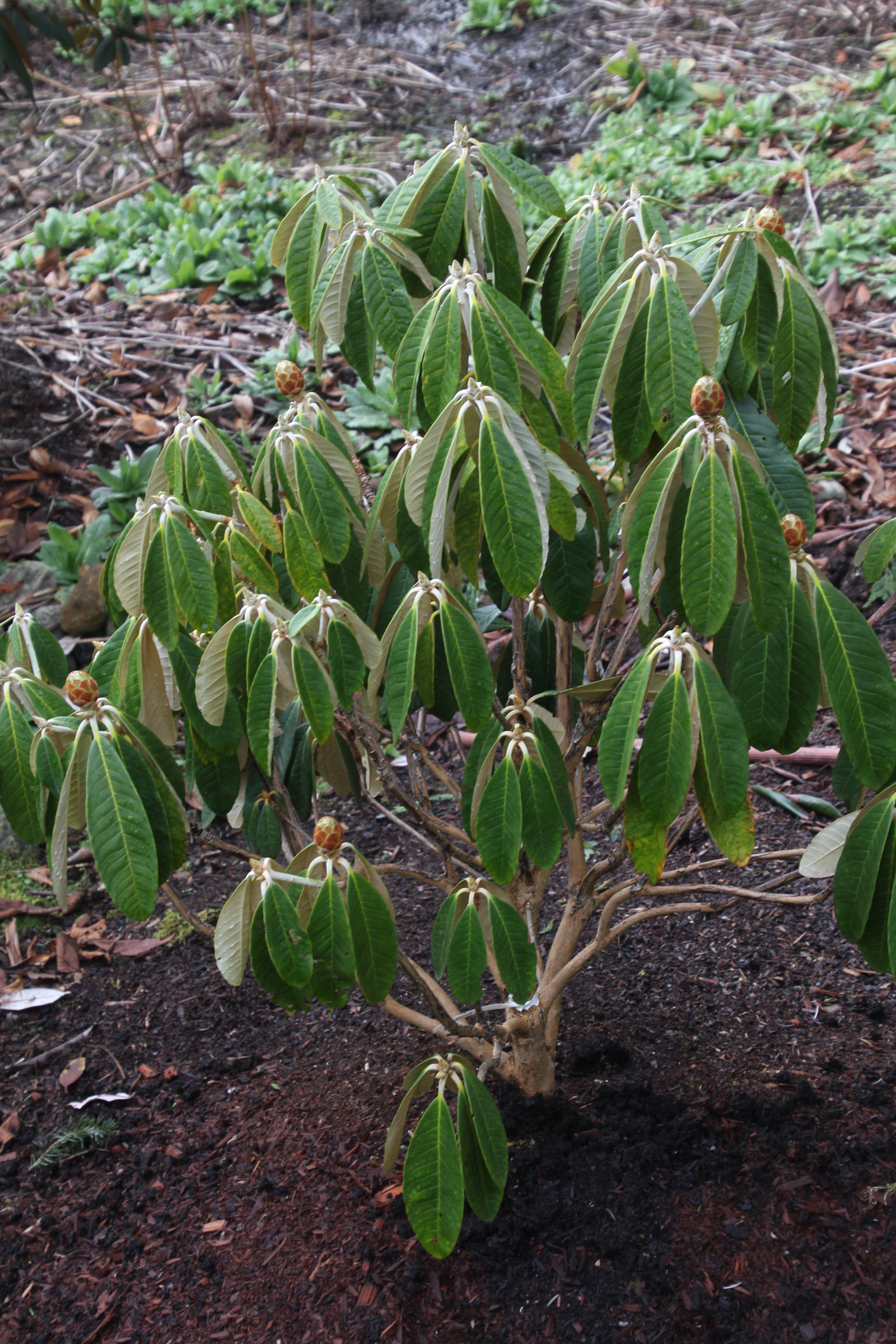 Rhododendron niveum photo