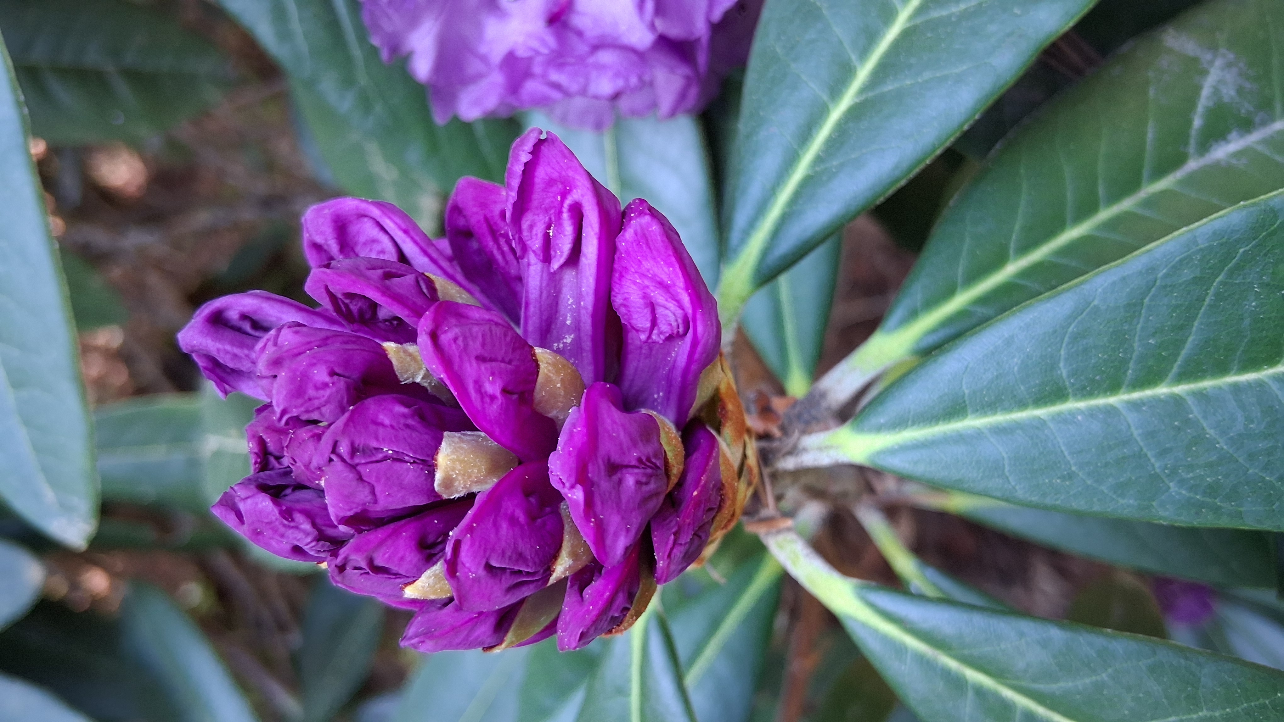 Rhododendron niveum photo