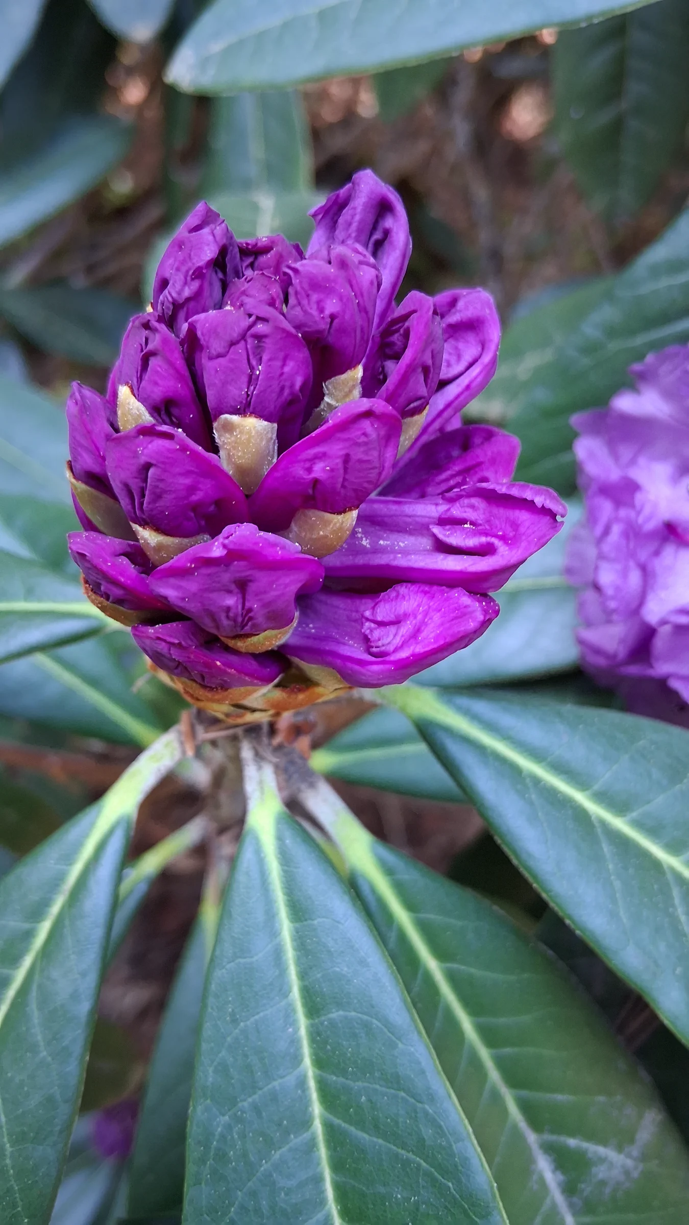 R. niveum photo of R. niveum. R. niveum dark purple flower buds starting to open.. Location: Rhododendron Species Botanical Garden. Photo by: Thatrhodylady
