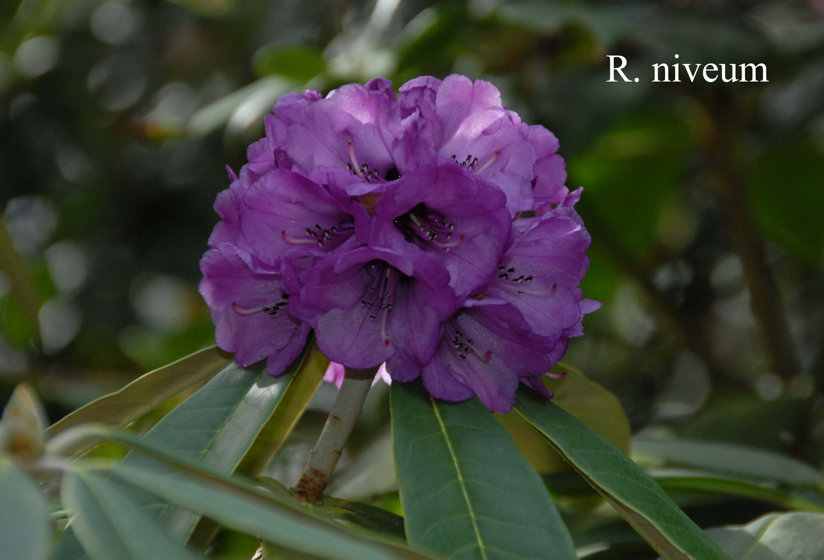 Rhododendron niveum photo