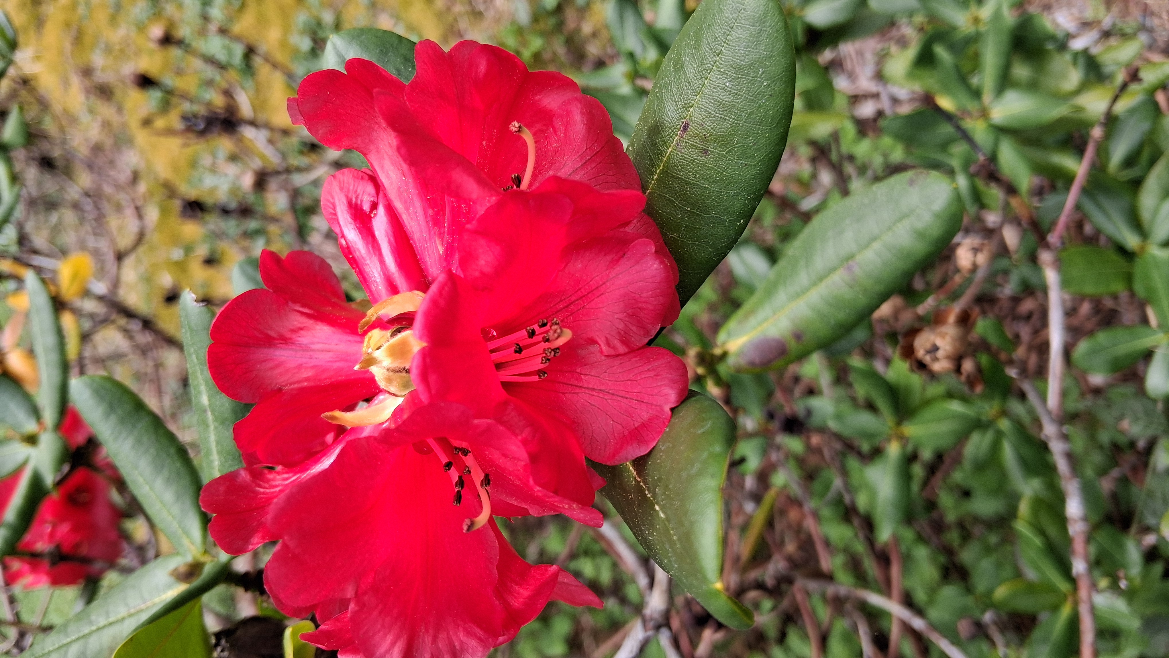 Rhododendron succothii photo