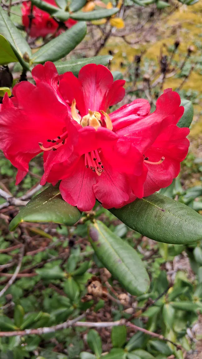 Photo of R. succothii, Species