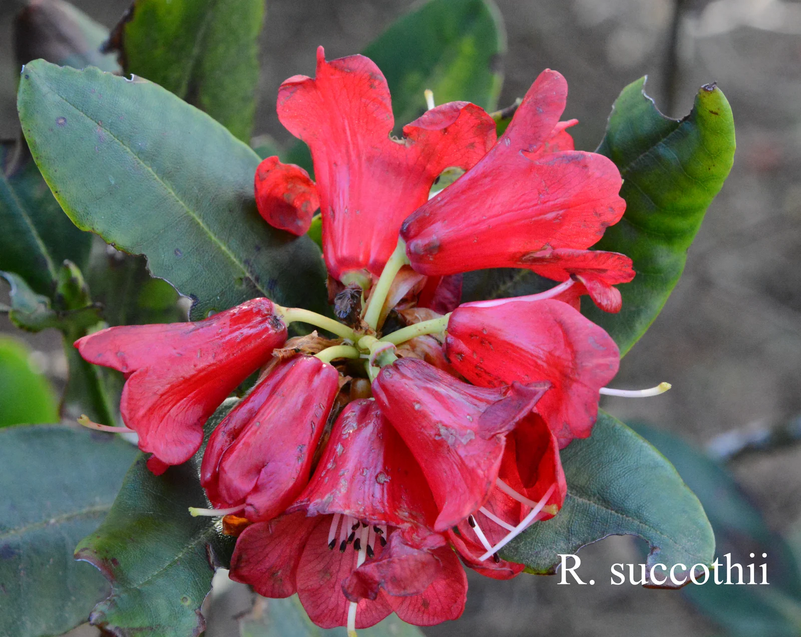 R. succothii photo of R. succothii. Location: Fearing's Farm Nursery, Abbotsford, BC, Canada. Photo by: Harold Fearing