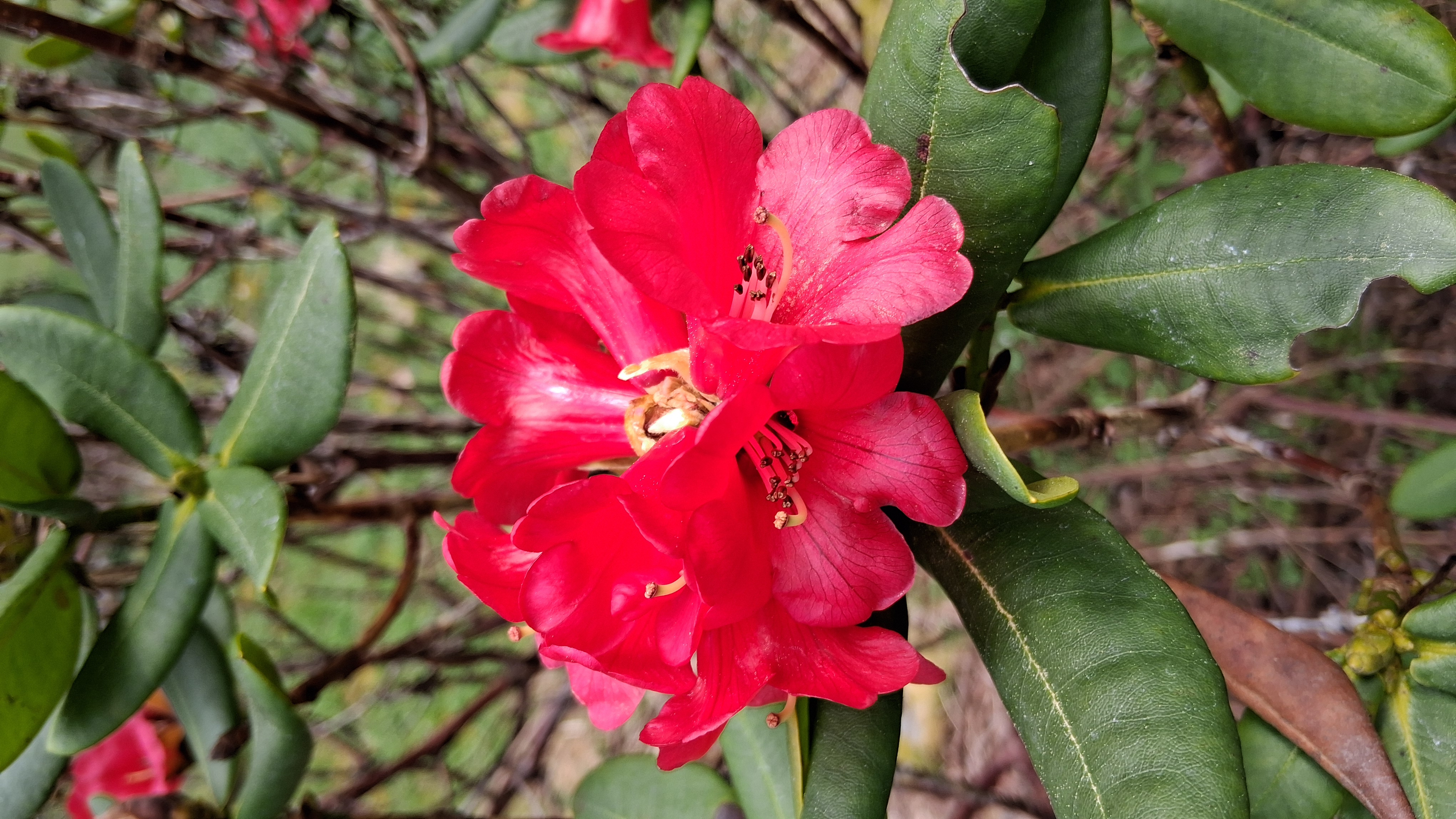 Rhododendron succothii photo