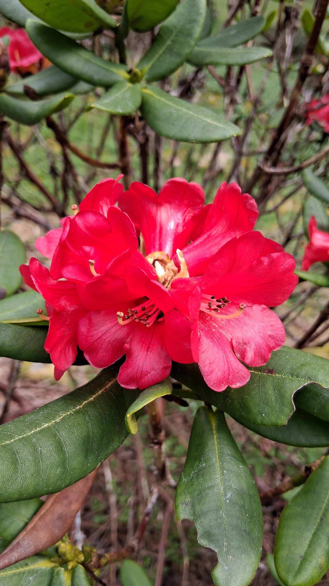 R. succothii photo of R. succothii. R. succothii bright red flowers.. Location: Rhododendron Species Botanical Garden. Photo by: Thatrhodylady