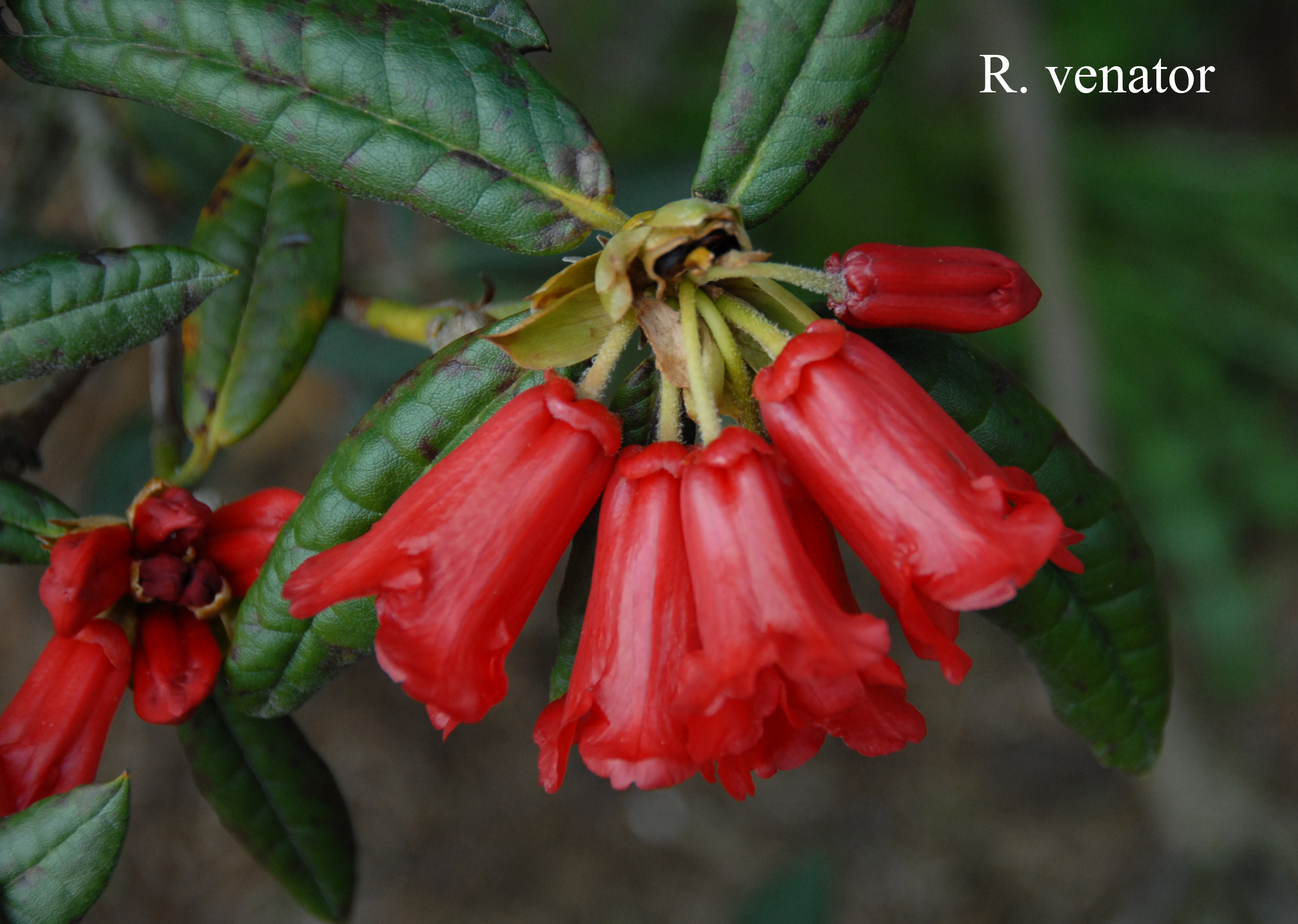 Rhododendron venator photo