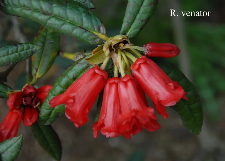 Photo of R. venator, Species