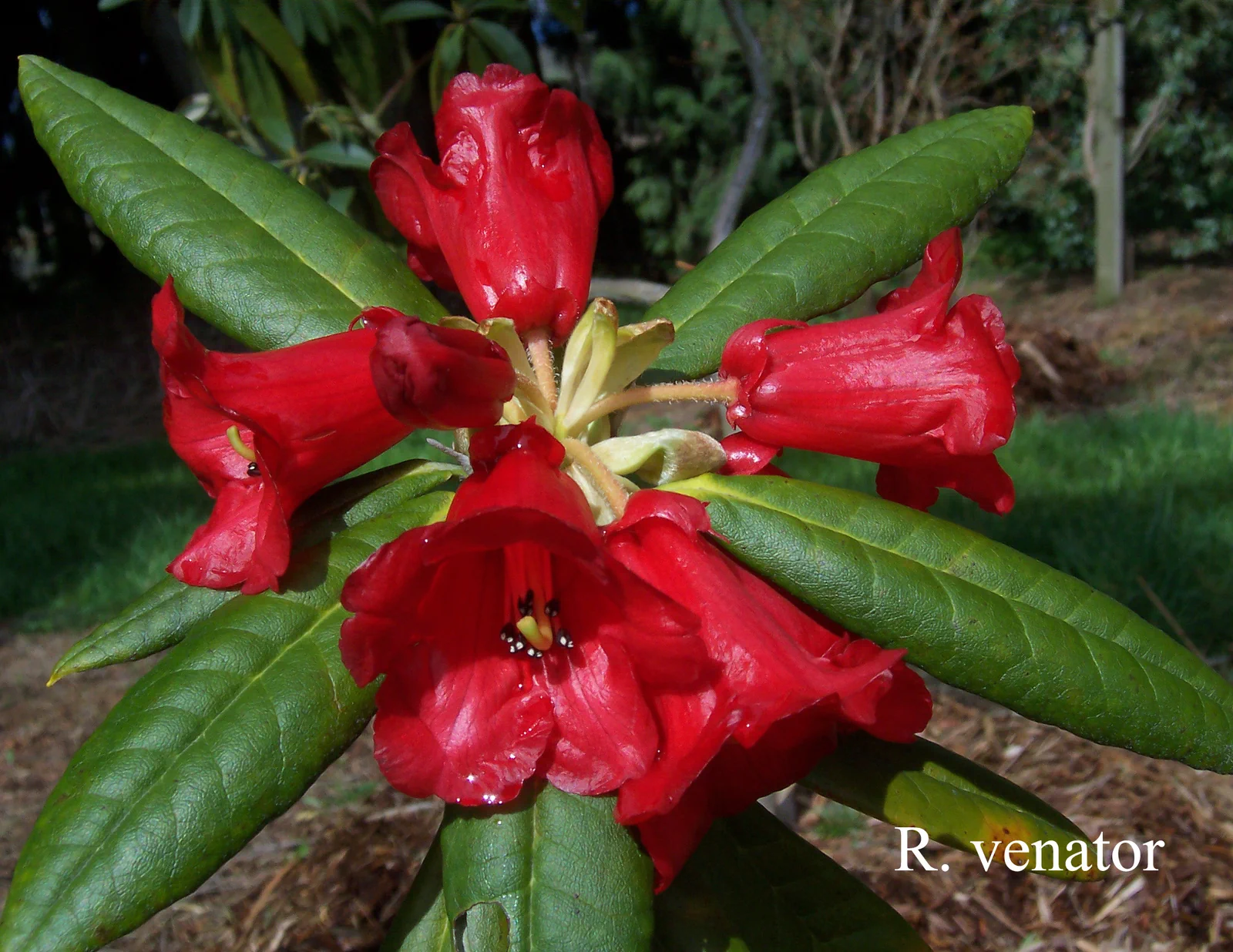 R. venator photo of R. venator. Location: Fearing's Farm Nursery, Abbotsford, BC, Canada. Photo by: Harold Fearing