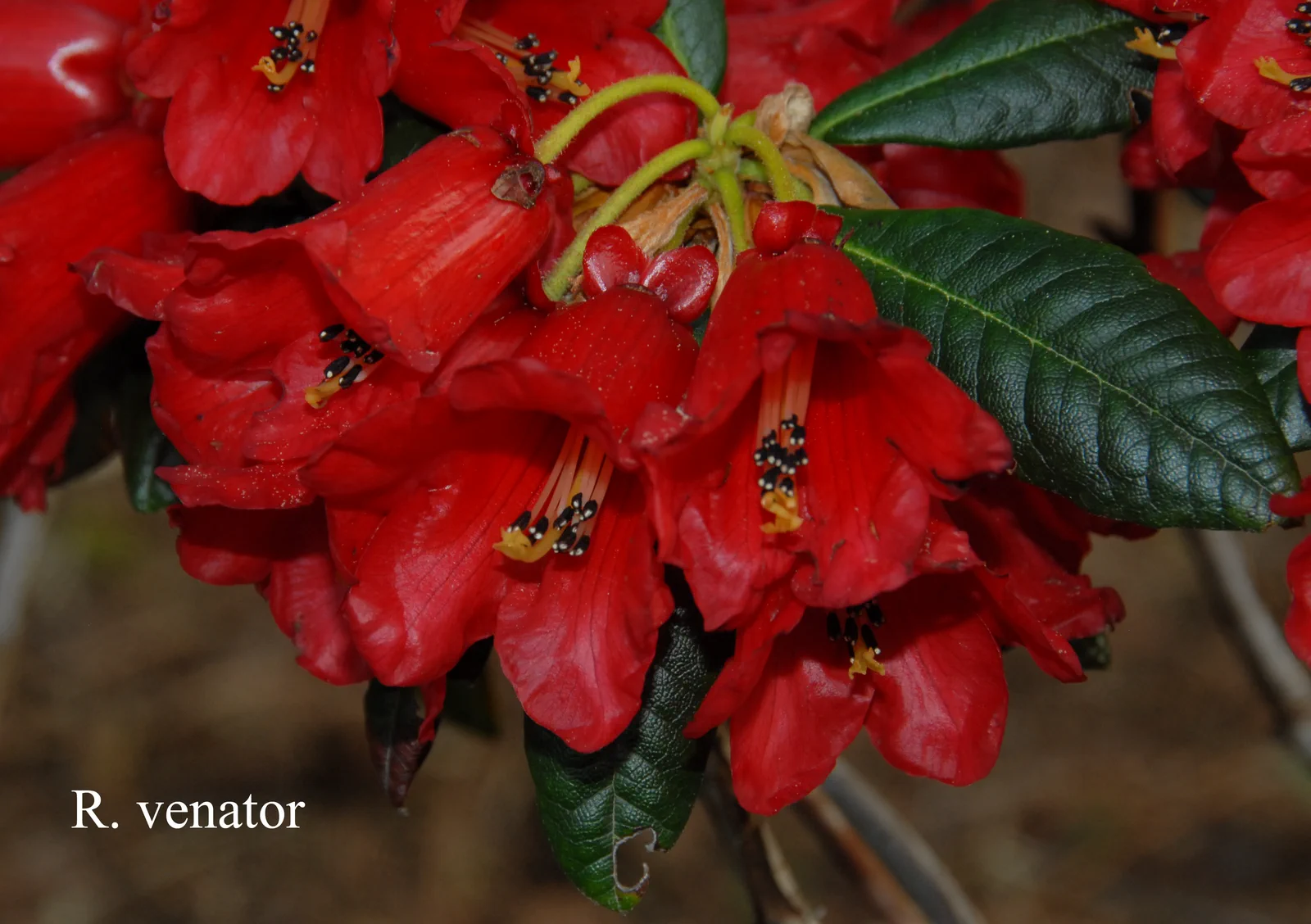 R. venator photo of R. venator. Location: Fearing's Farm Nursery, Abbotsford, BC, Canada. Photo by: Harold Fearing